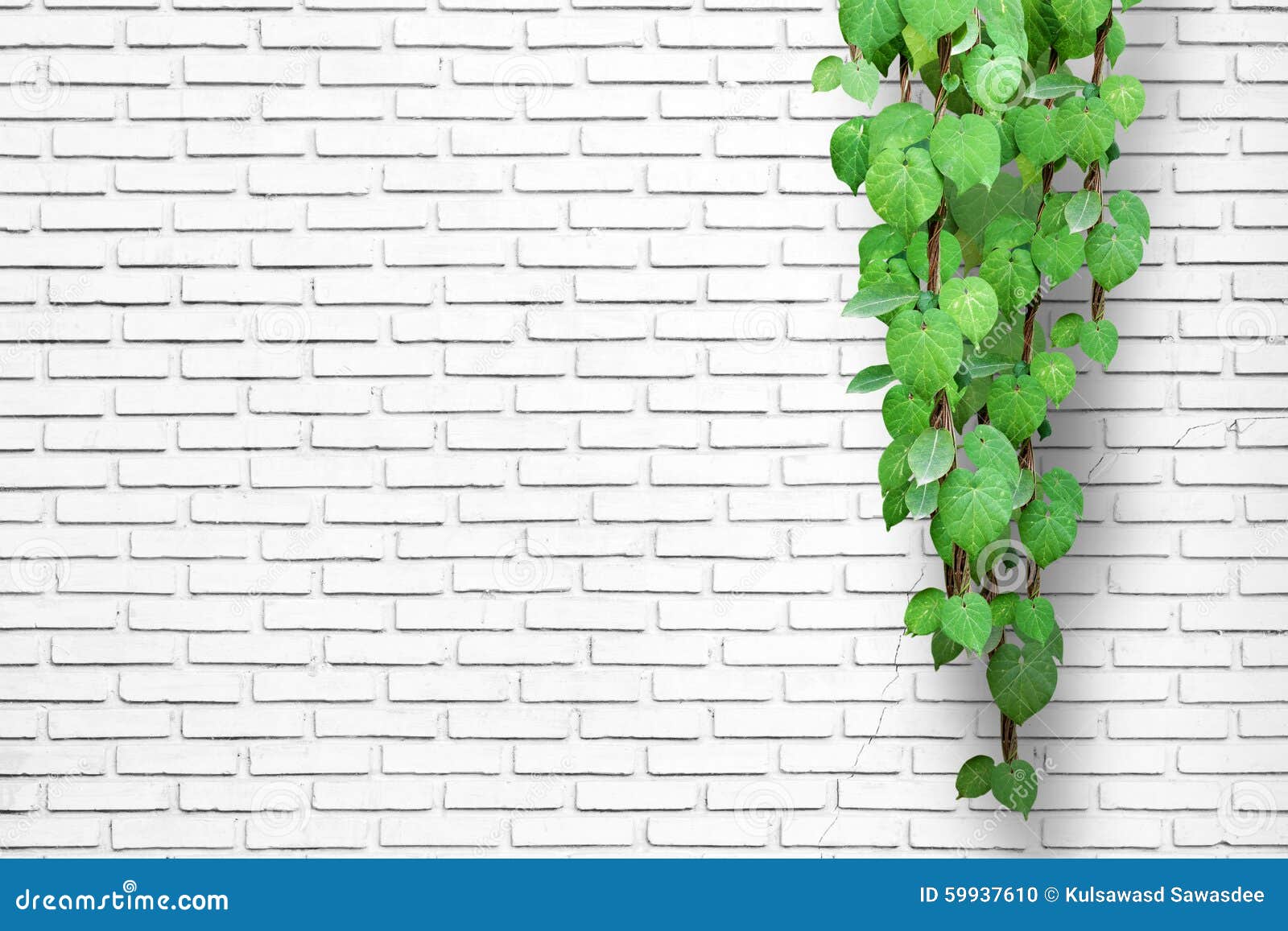 White Brick Wall Background With Creeping Plant Stock Photo Image Of Plate Architecture