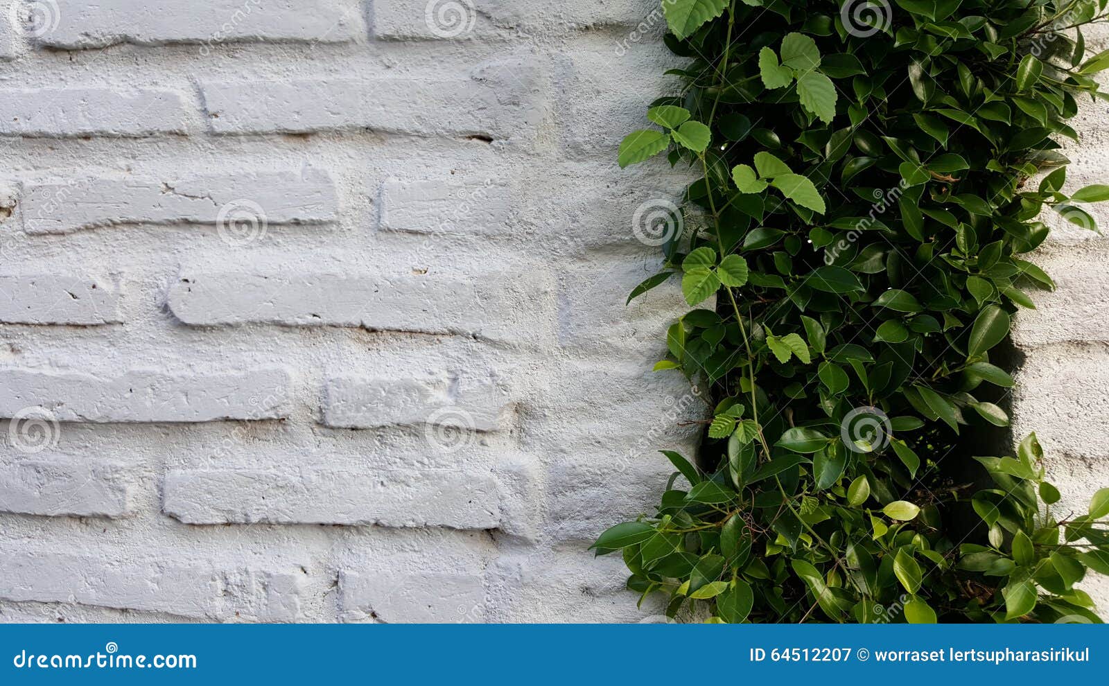 White Brick Wall with Plant Stock Image Image of bricks, plantonwall