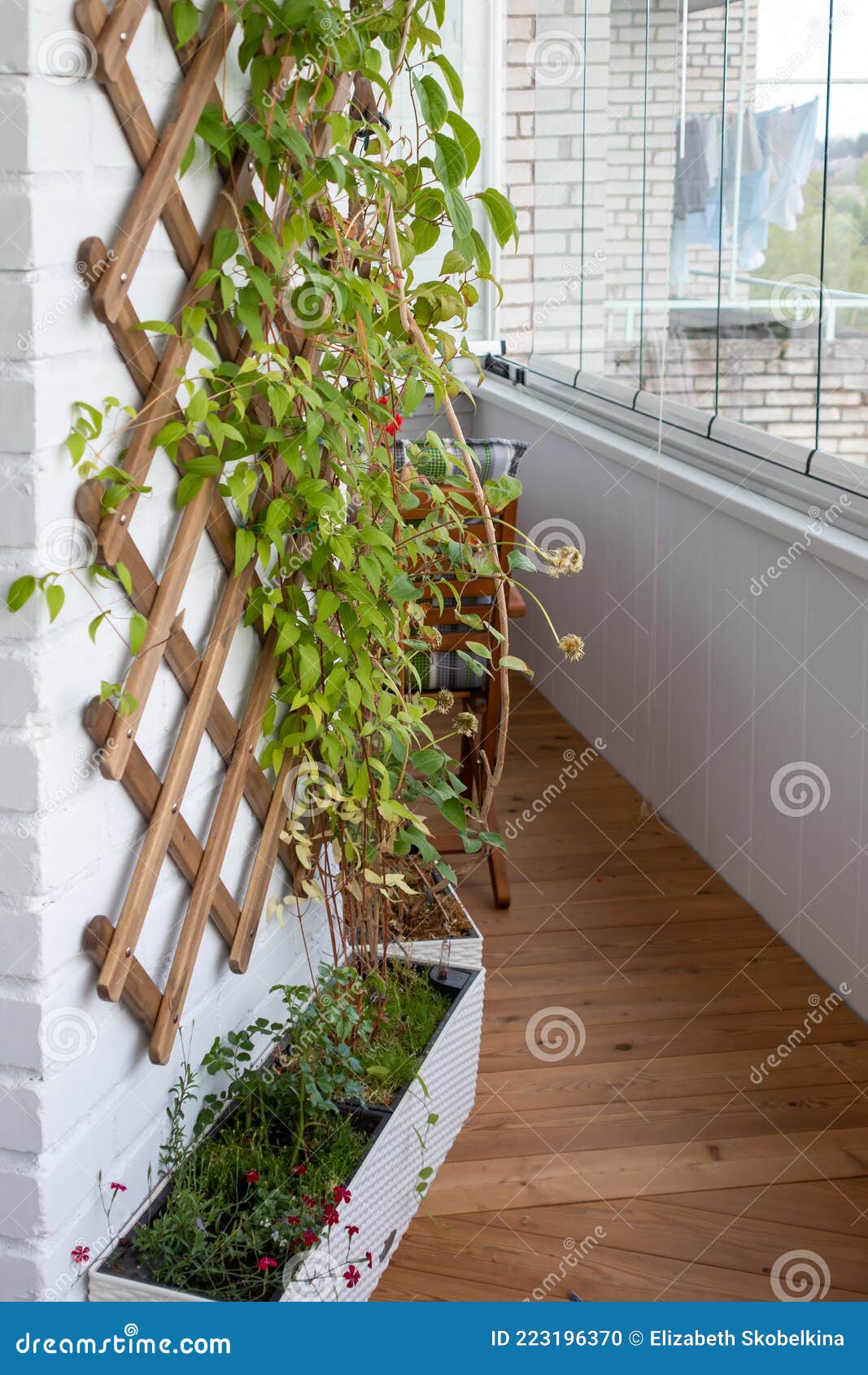 White Brick Wall with Woodbased Creeper on the Balcony Stock Photo Image of balcony, hanging