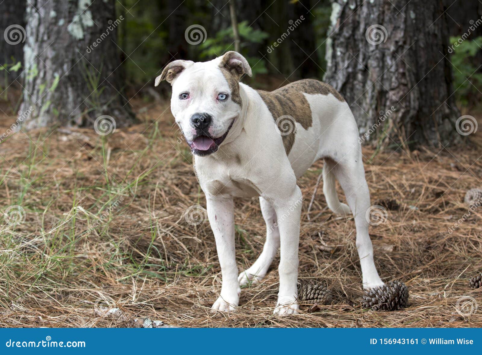 American Pitbull Mix Dog with One Blue Eye Image - Image of terrier, brindle: 156943161