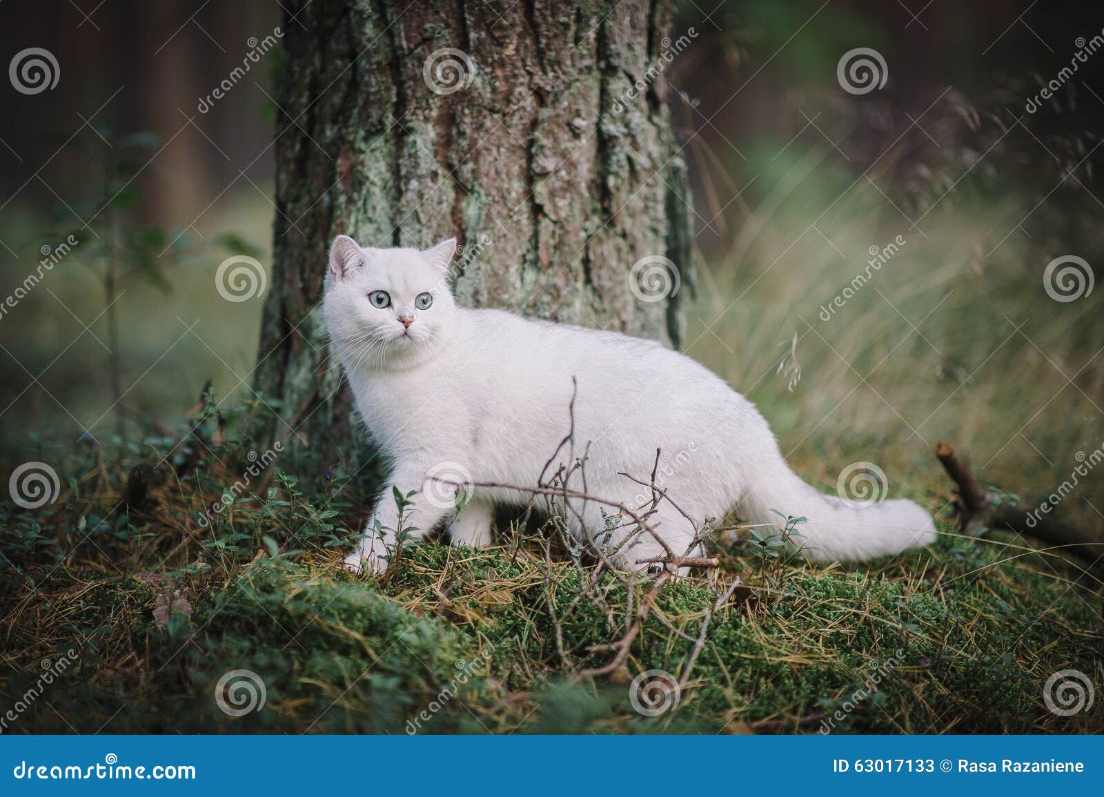 White British Shorthair Cat In The Autumn Forest Stock Image Image Of Eyes Grass White British Shorthair Cat In The Autumn Forest Stock Image Image Of Eyes Grass