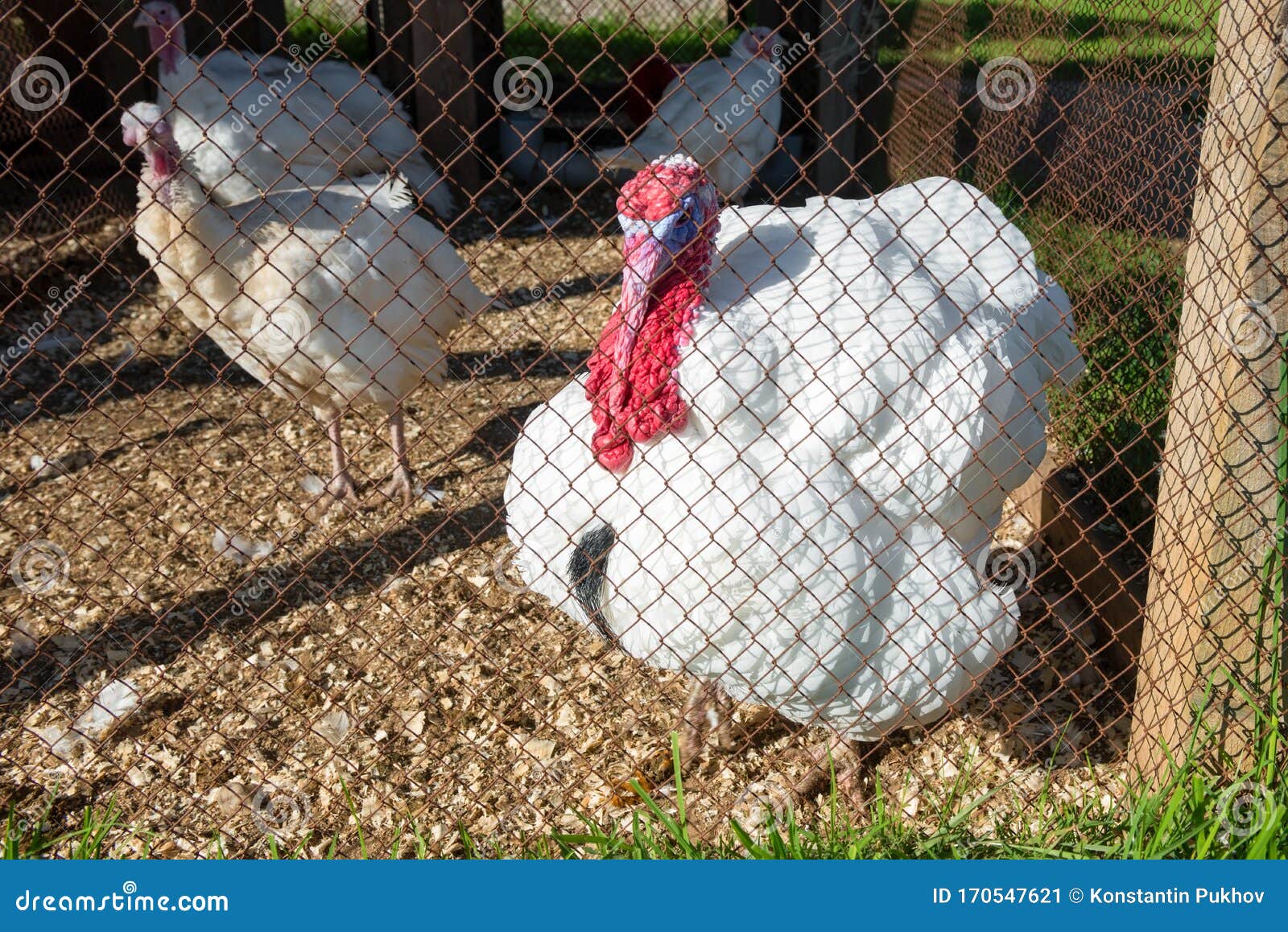 Big turkey on the farm stock image. Image of bird, livestock 170547621