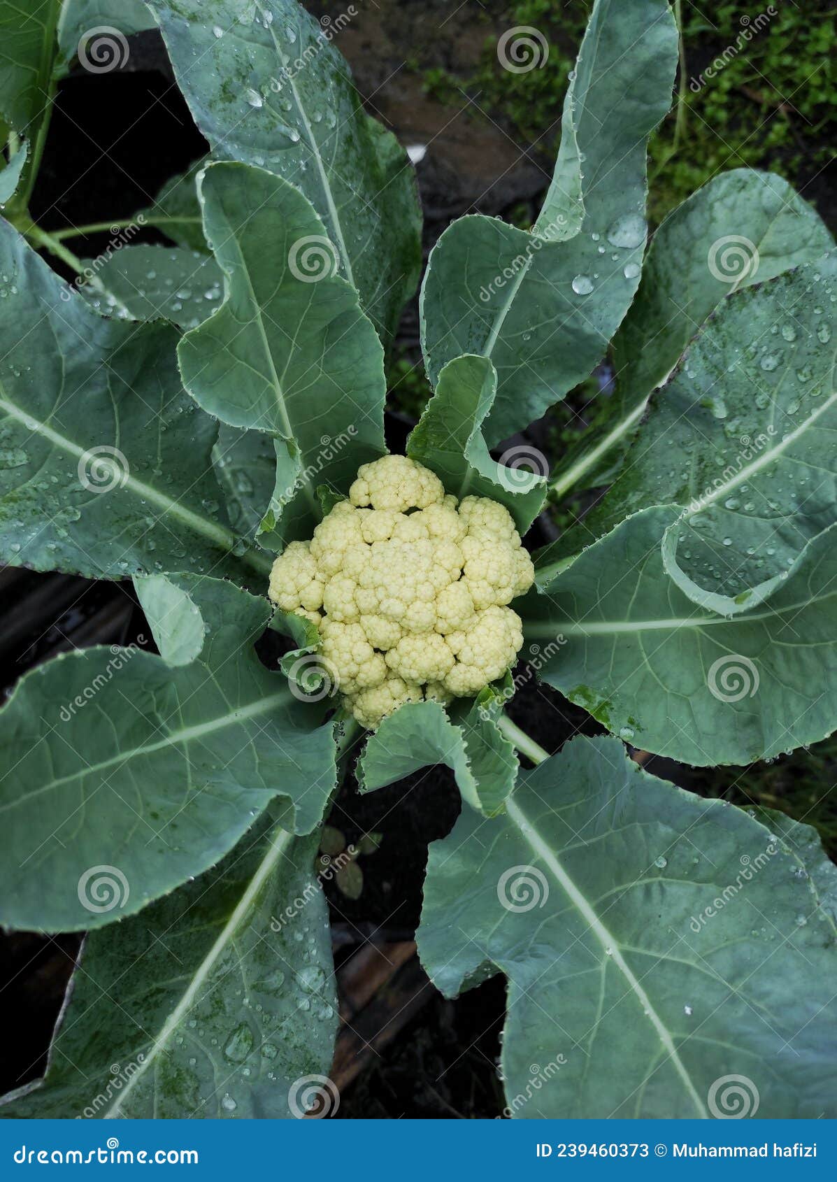 White Broccoli Ready To Harvest Stock Image Image of fresh, broccoli