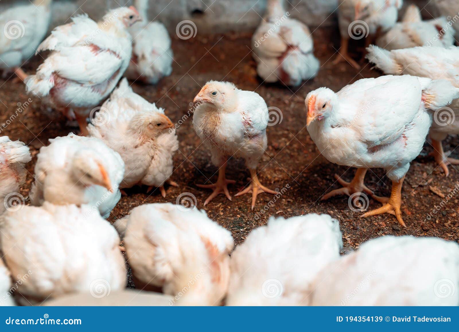 Broiler Farm For Meat, Industry, Poultry Farm, Young Animals Stock