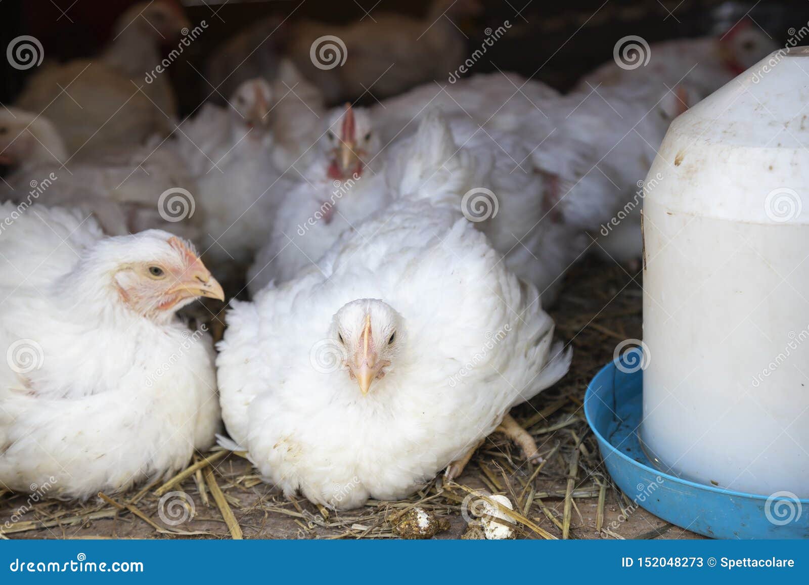 White Broiler Chickens in Cage at Poultry Farm Stock Image - Image of  agricultural, rooster: 152048273