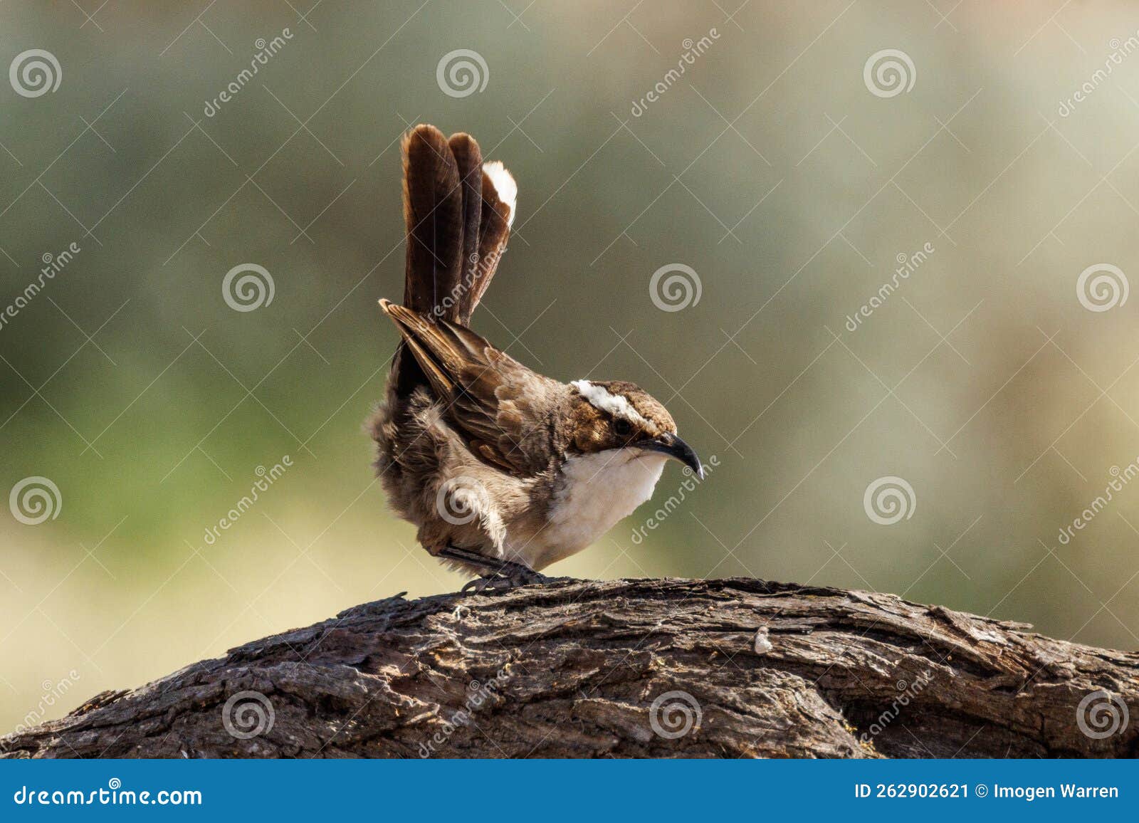 white-browed babbler in south australia