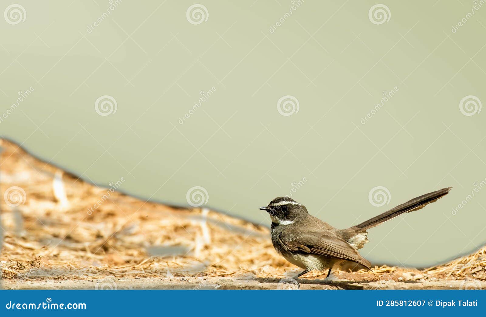 White browed Fantail bird stock image. Image of finch 285812607