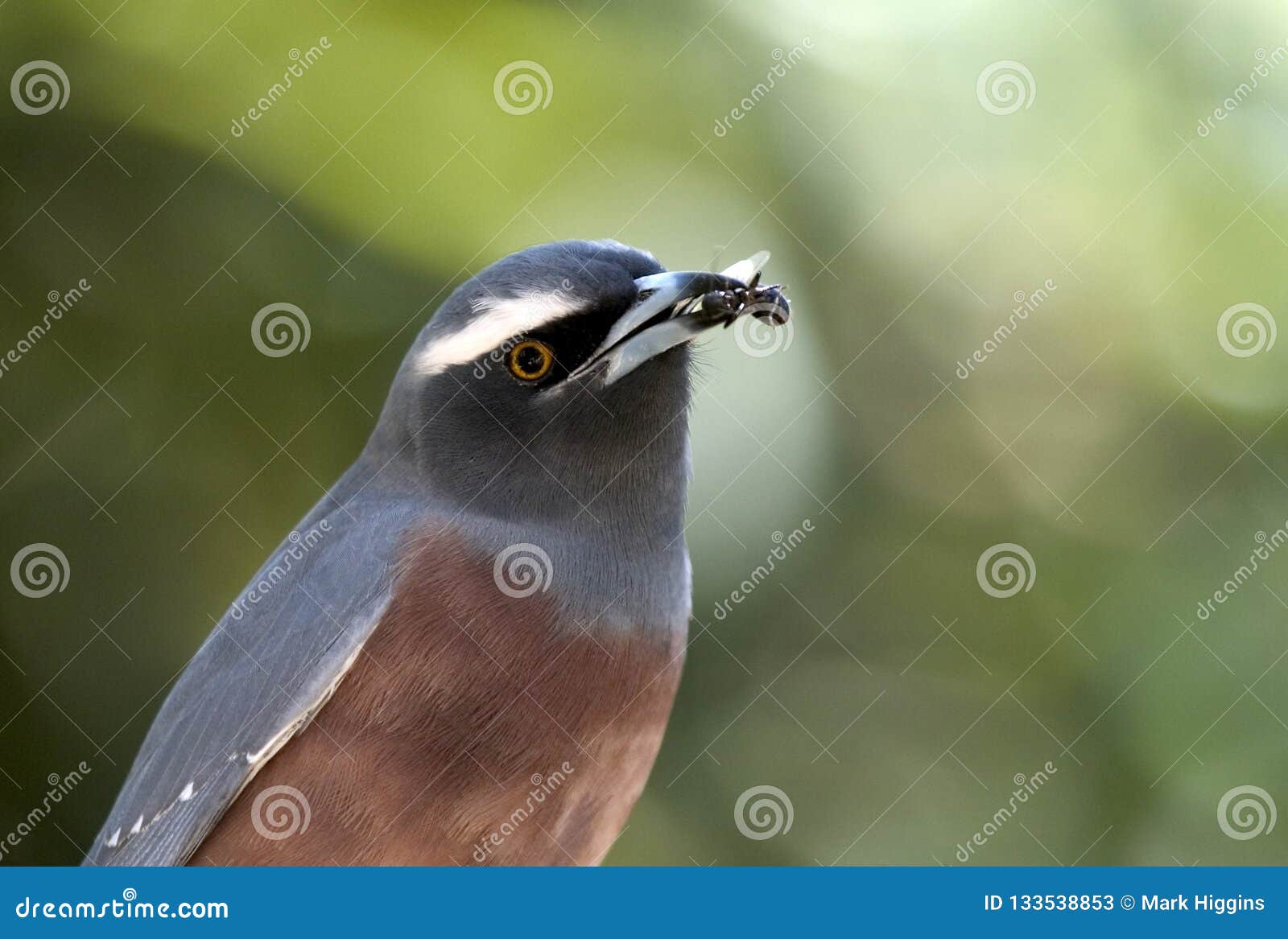 white browed wood swallow from australia