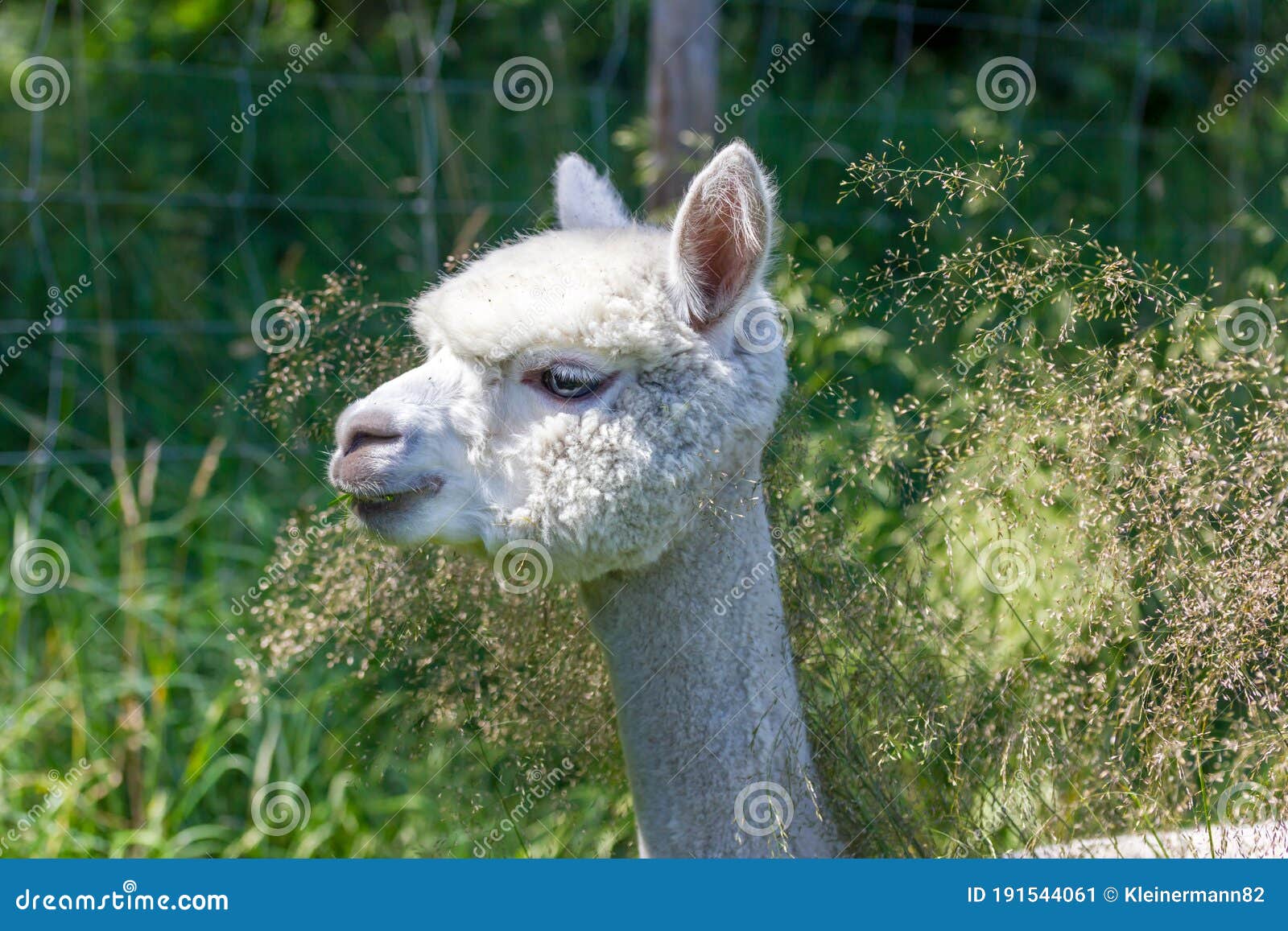 White and Brown Alpacas are in a Meadow Eating Grass in Summer Stock