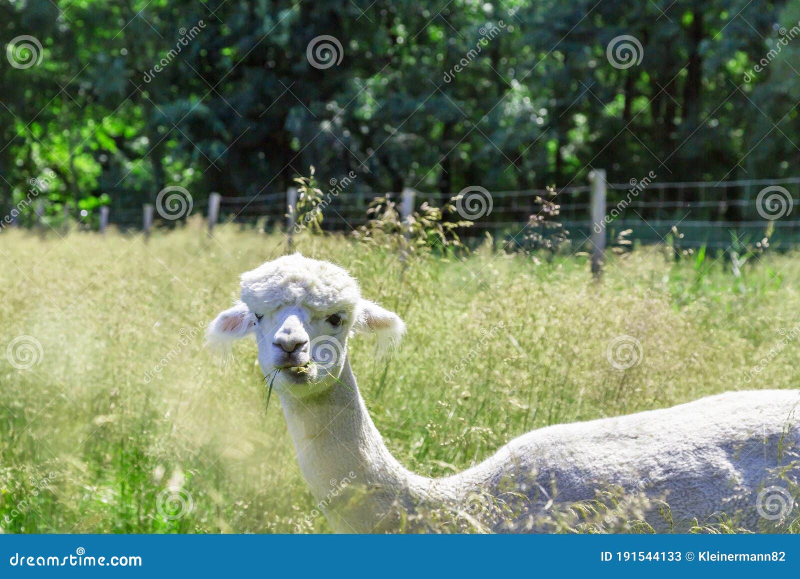 White and Brown Alpacas are in a Meadow Eating Grass in Summer Stock