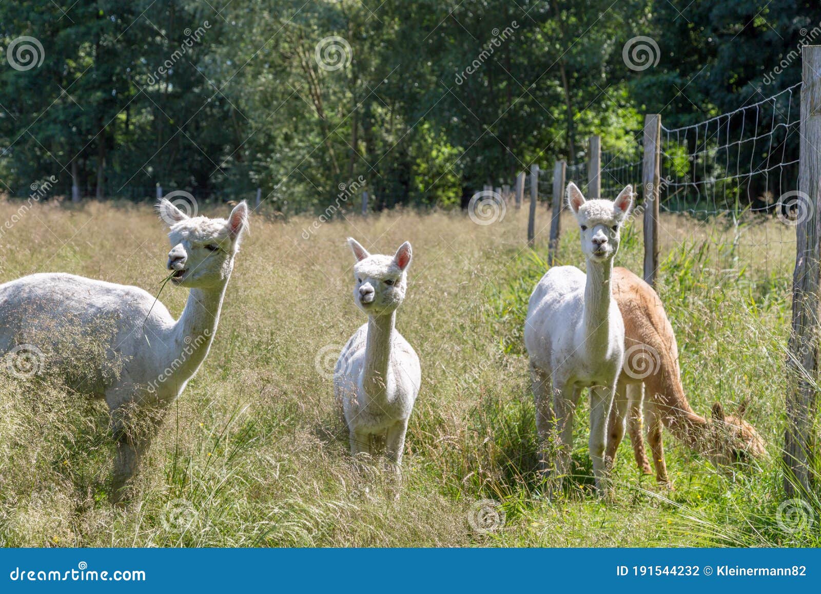 White and Brown Alpacas are in a Meadow Eating Grass in Summer Stock