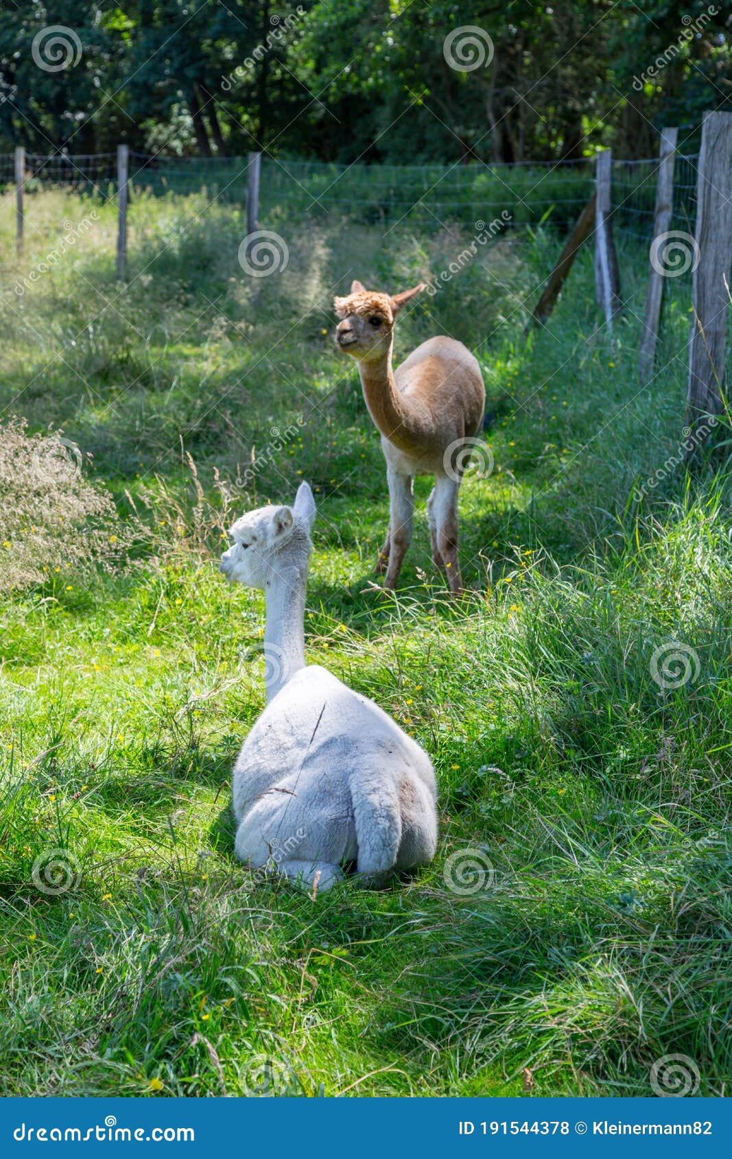 White and Brown Alpacas are in a Meadow Eating Grass in Summer Stock