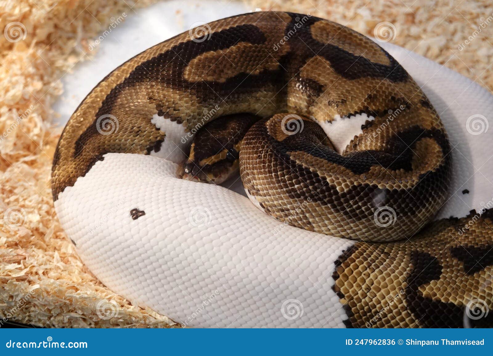 Royal Python (Python, Snakes, Reptiles, Animals) Collection
