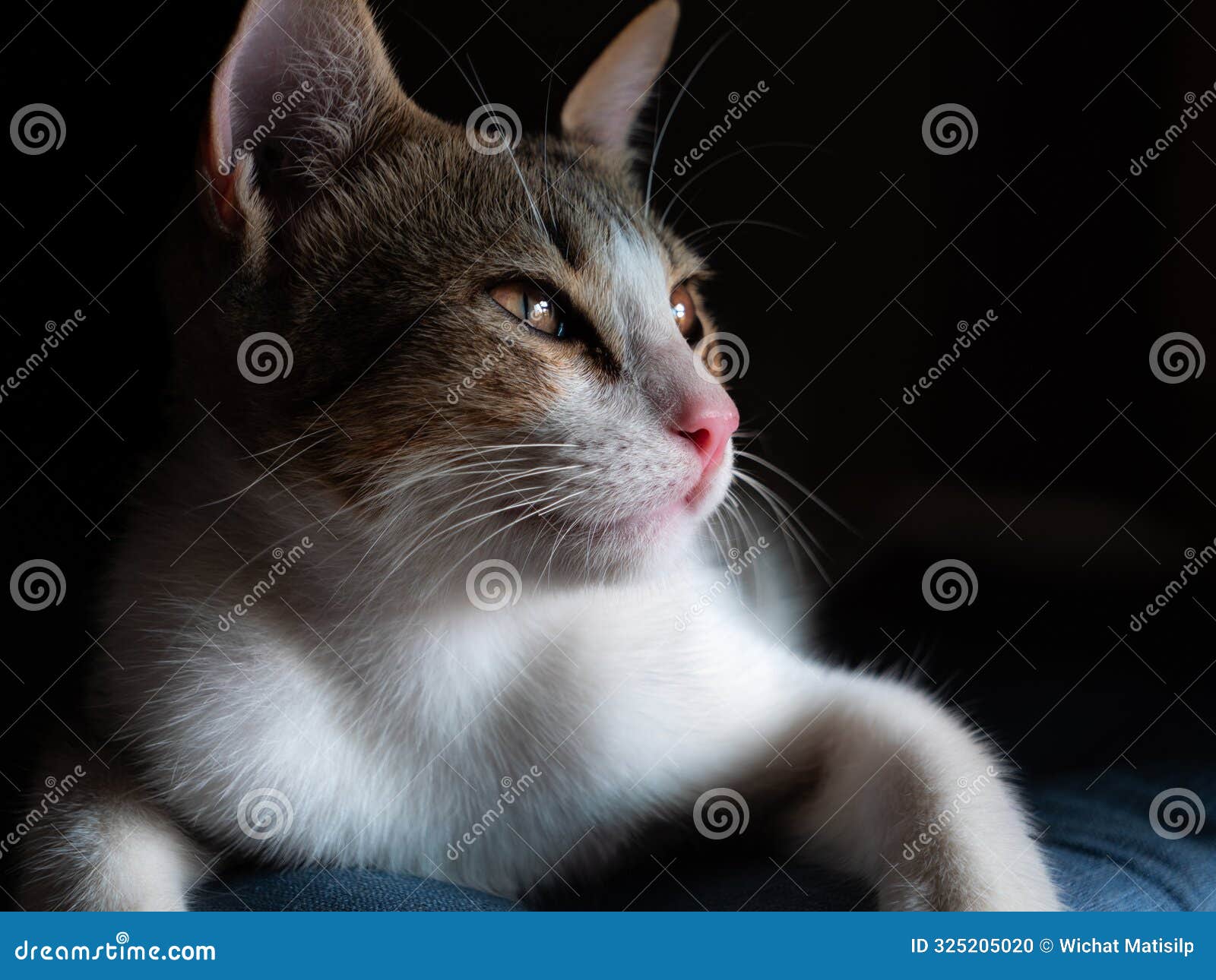 white-brown cat lying and looking