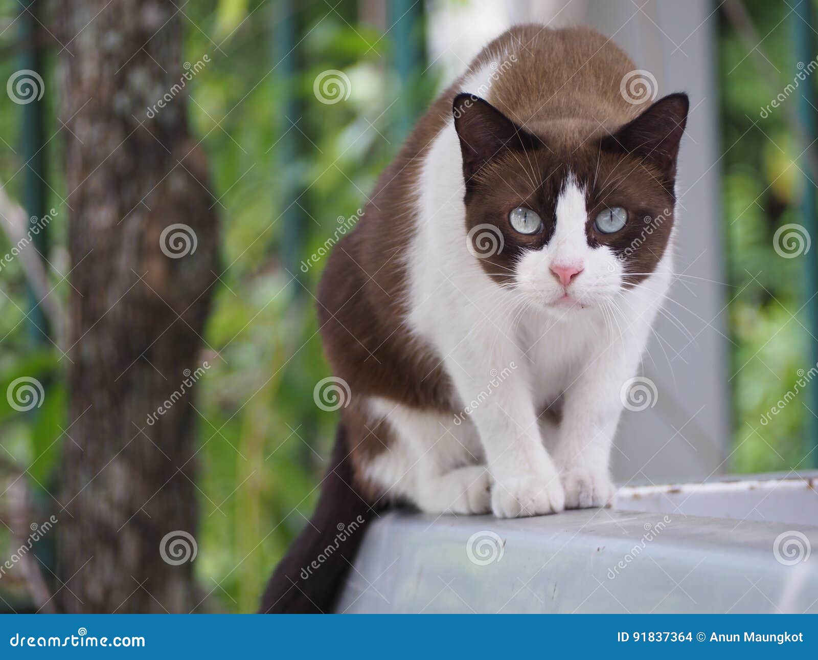 The White Brown Cat is Staring Not Blink Stock Photo Image of eyes