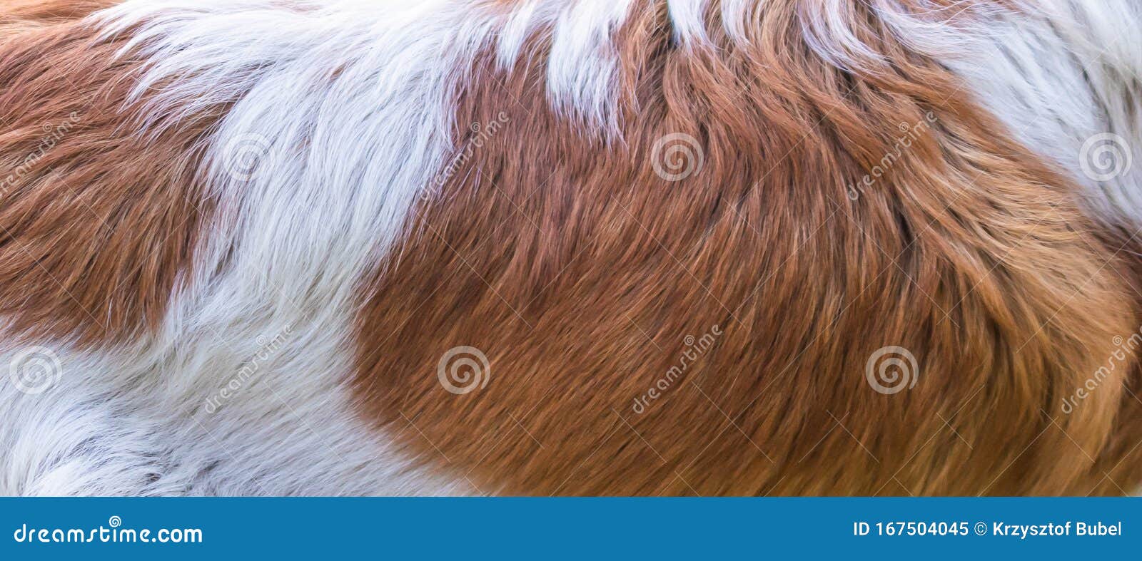 White and brown dog hair stock image. Image of abstract 167504045