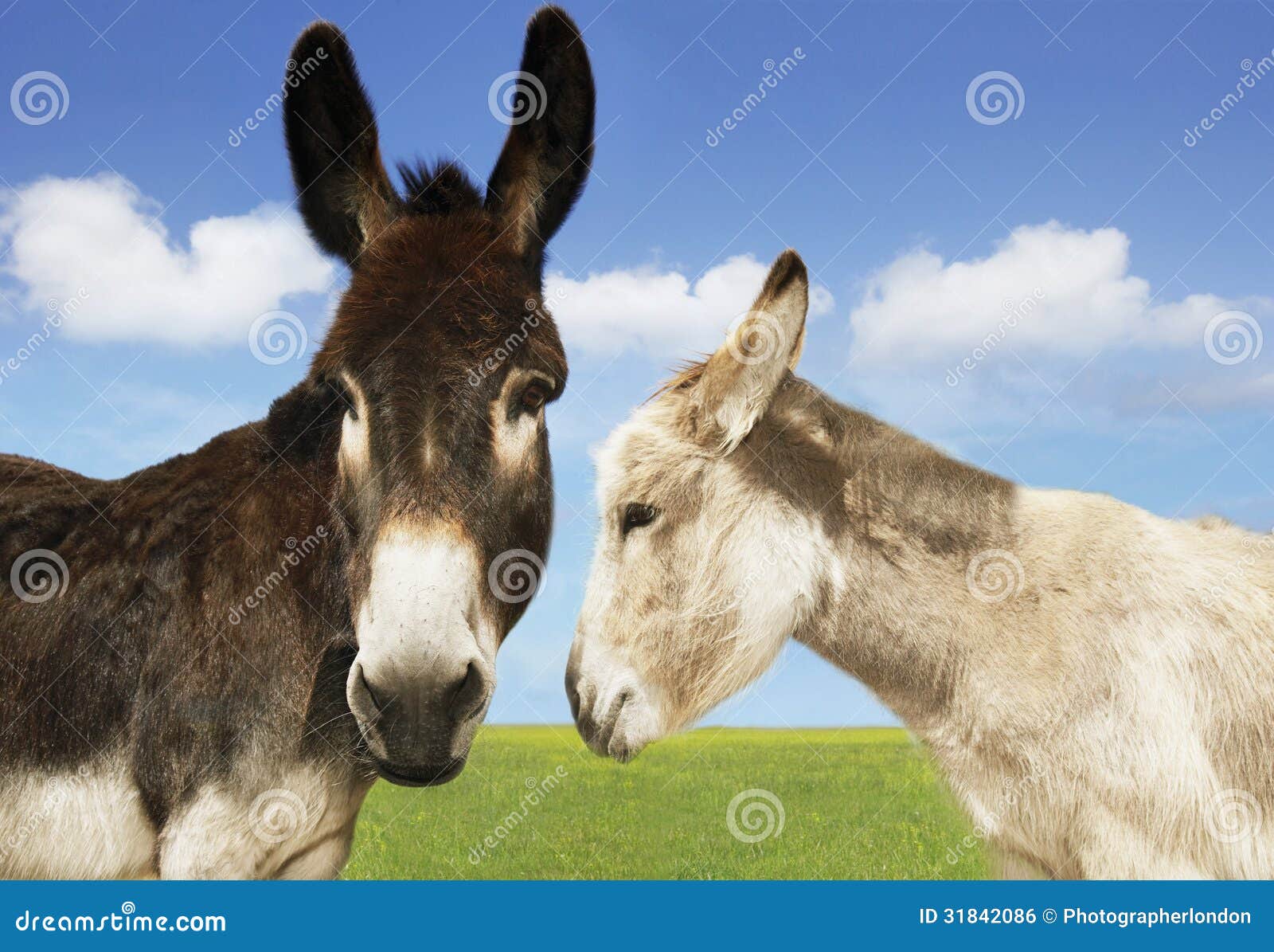 White and Brown Donkeys in Field Stock Photo - Image of clouds, brown ...