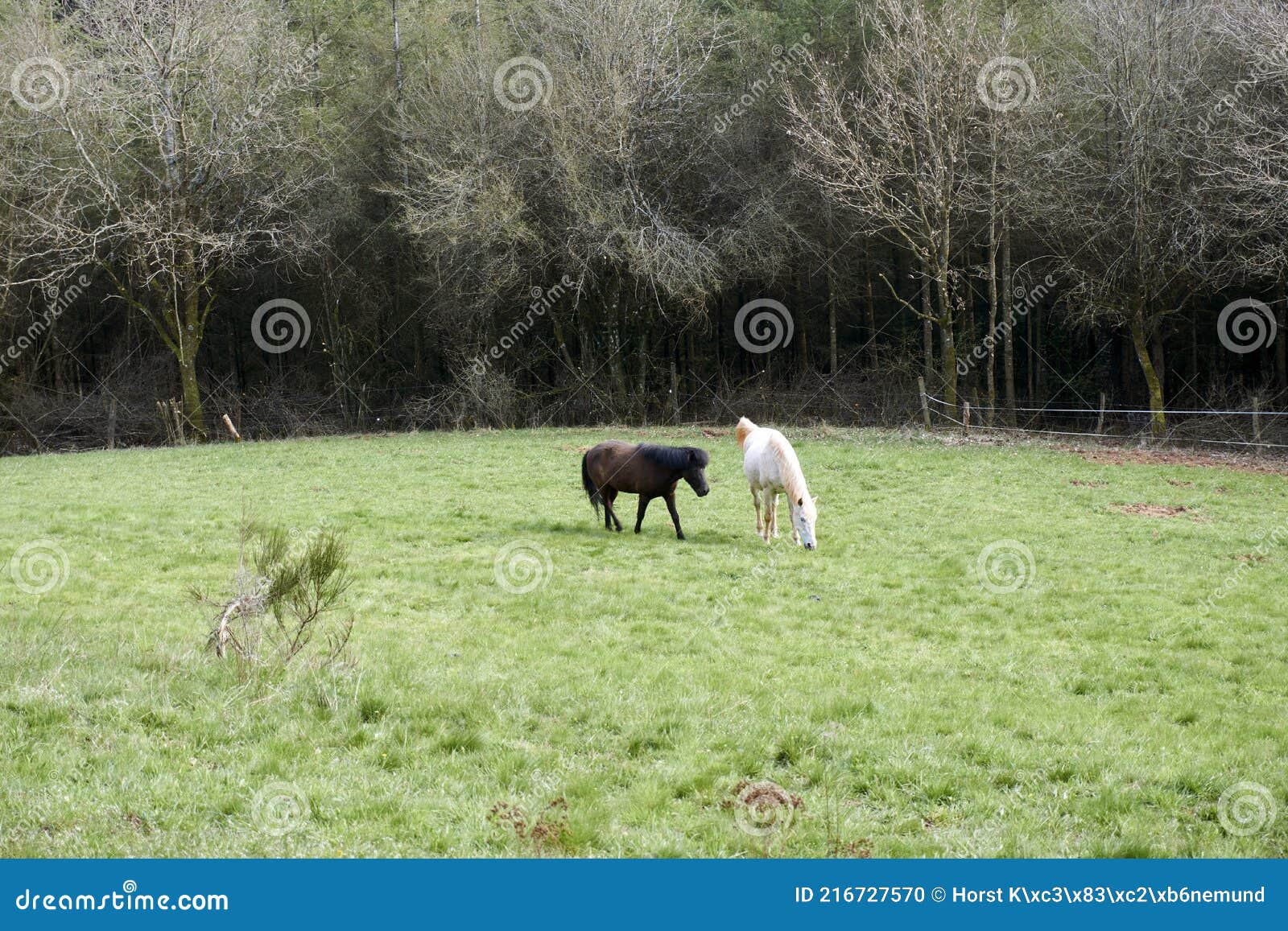 white and brown horse on a horse paddock.