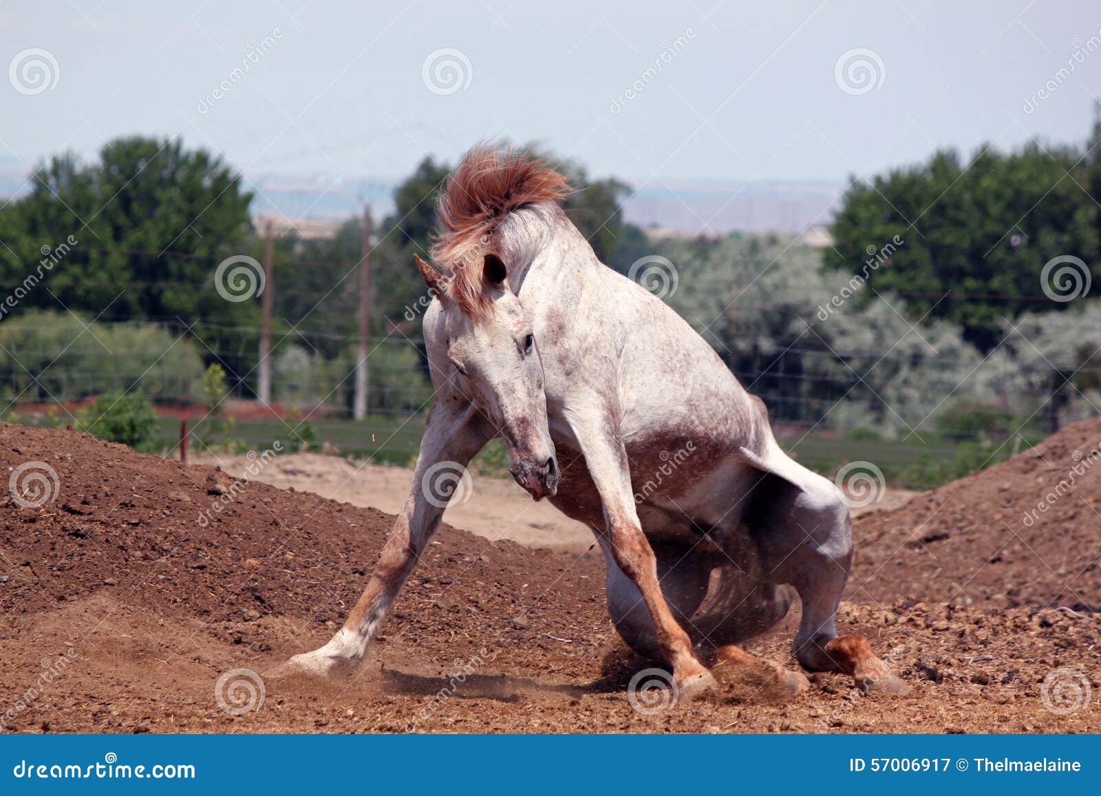 White and Brown Horse on Its Knees Stock Image Image of brown, clumsy