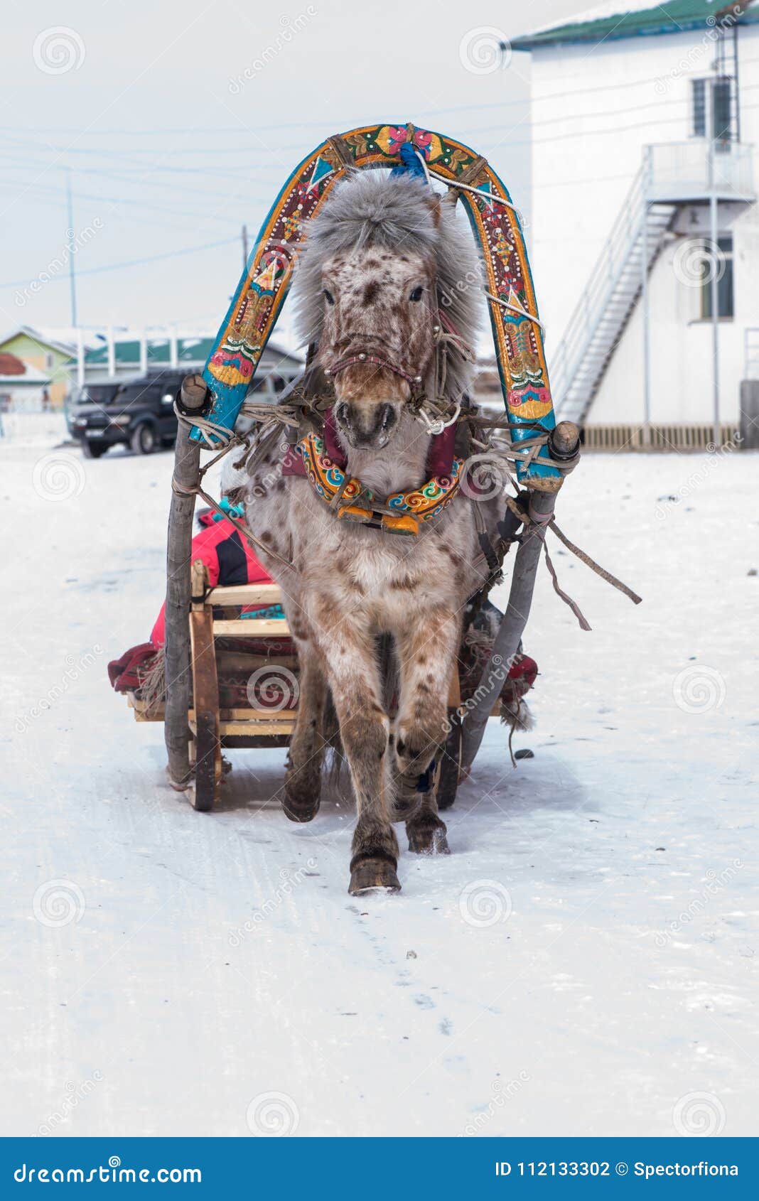 Horse Pulling Sleigh in Winter Mongolia Stock Photo Image of rider
