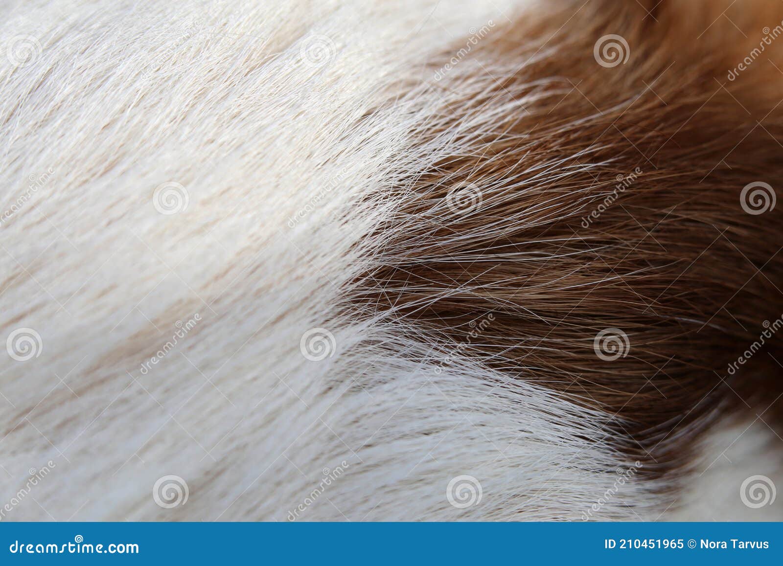 Closeup of a Jack Russell Terrier - White and Brown Hair Stock Image - Image of artistic, color: 210451965 Closeup of a Jack Russell Terrier - White and Brown Hair Stock Image - Image of artistic, color: 210451965