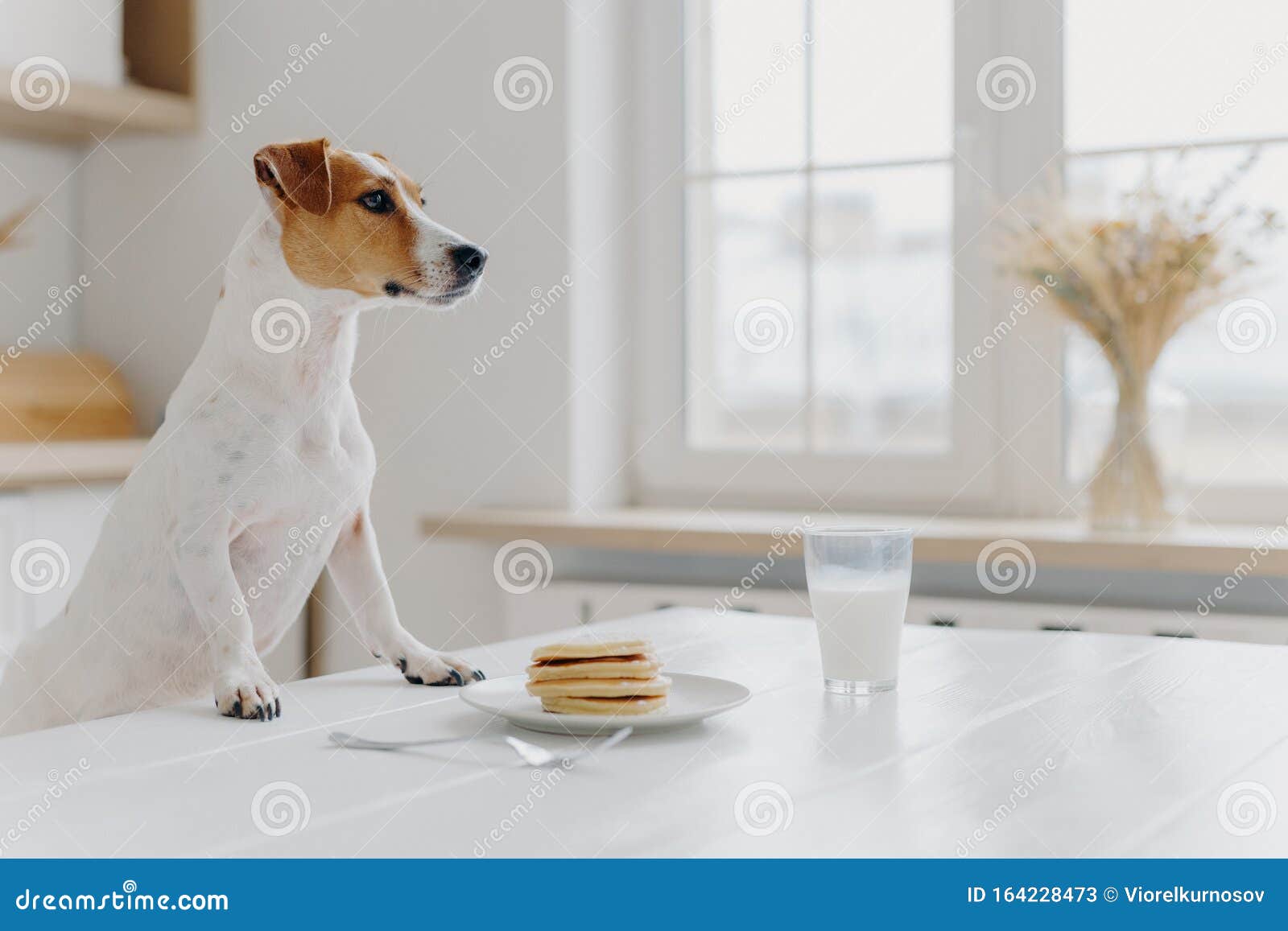 pets wont stop eating inventory pets pets wont stop eating inventory pets