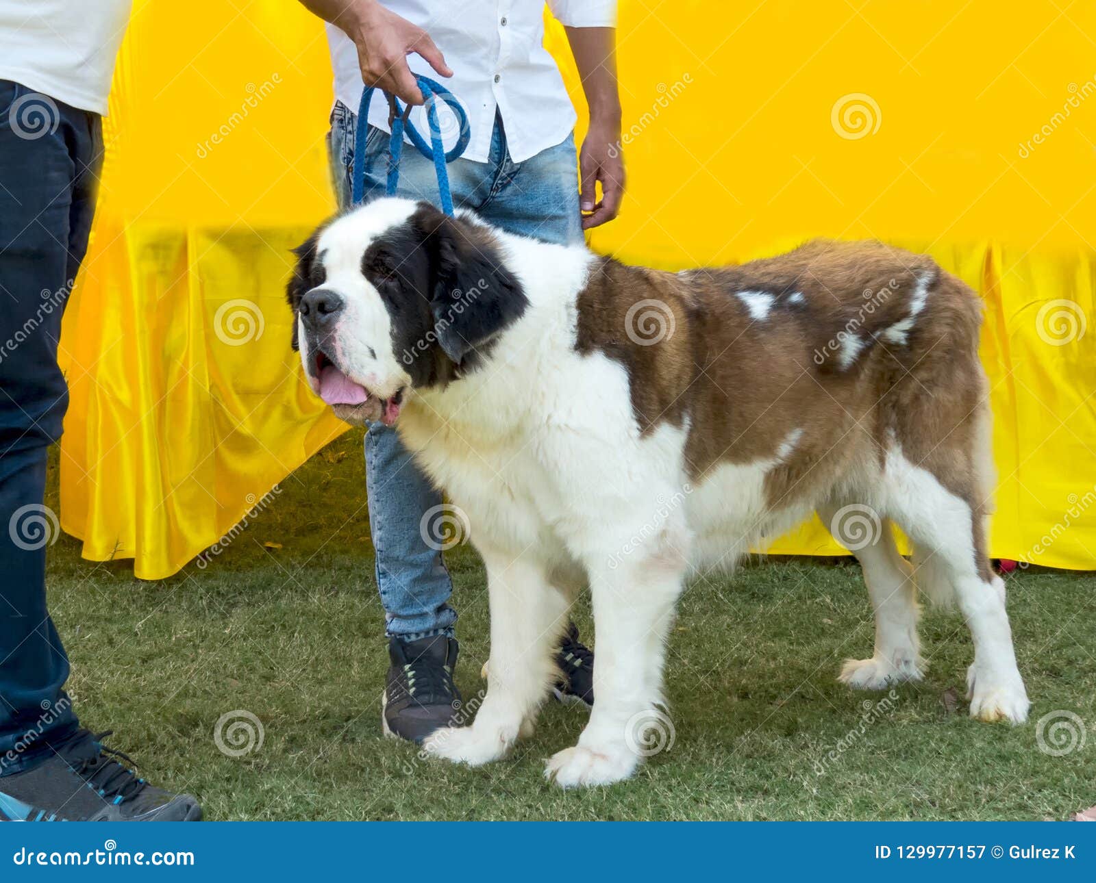 white st bernard looking dog