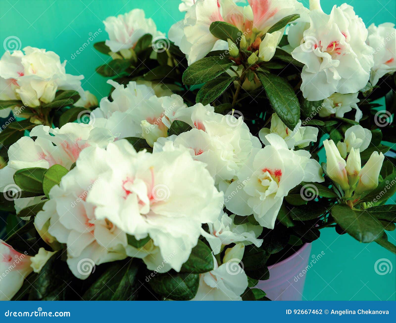 White Buds of Flowers and Lots of Greenery in the Pot Stock Photo