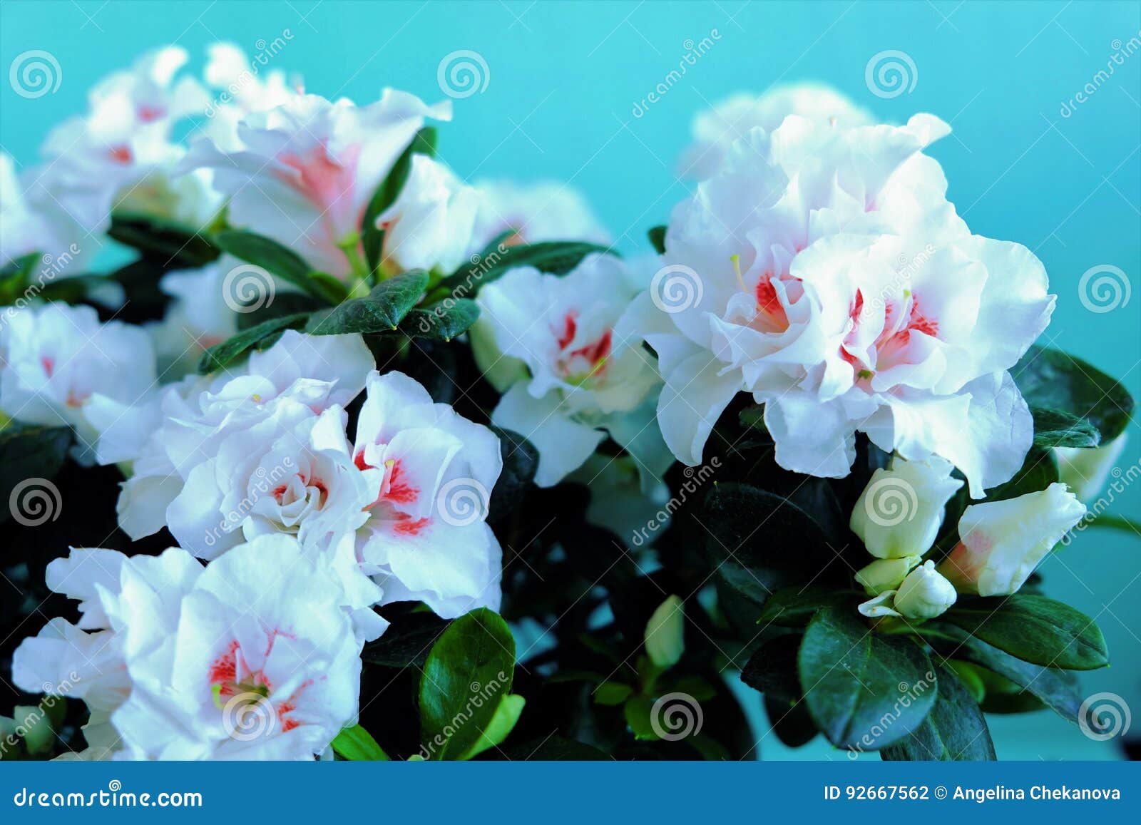 White Buds of Flowers and Lots of Greenery in the Pot Stock Photo
