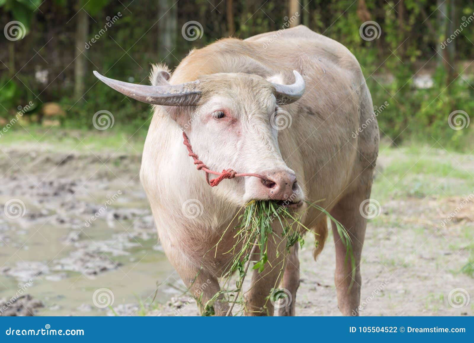 White Buffalo Eatting Grass. Close Up. Stock Photo - Image of field, change: