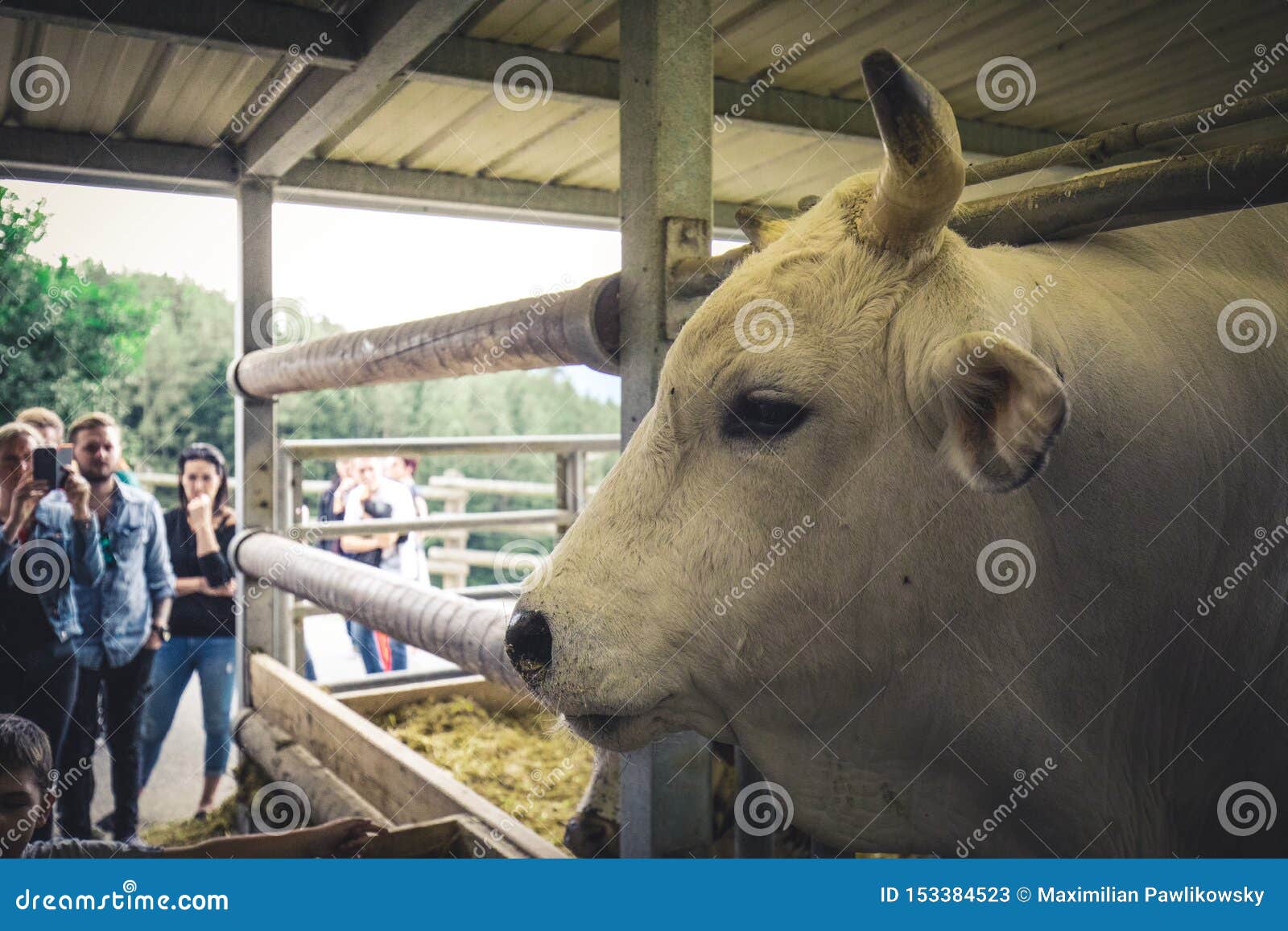 White Bull with Big Horns on a Farm Editorial Stock Photo Image of