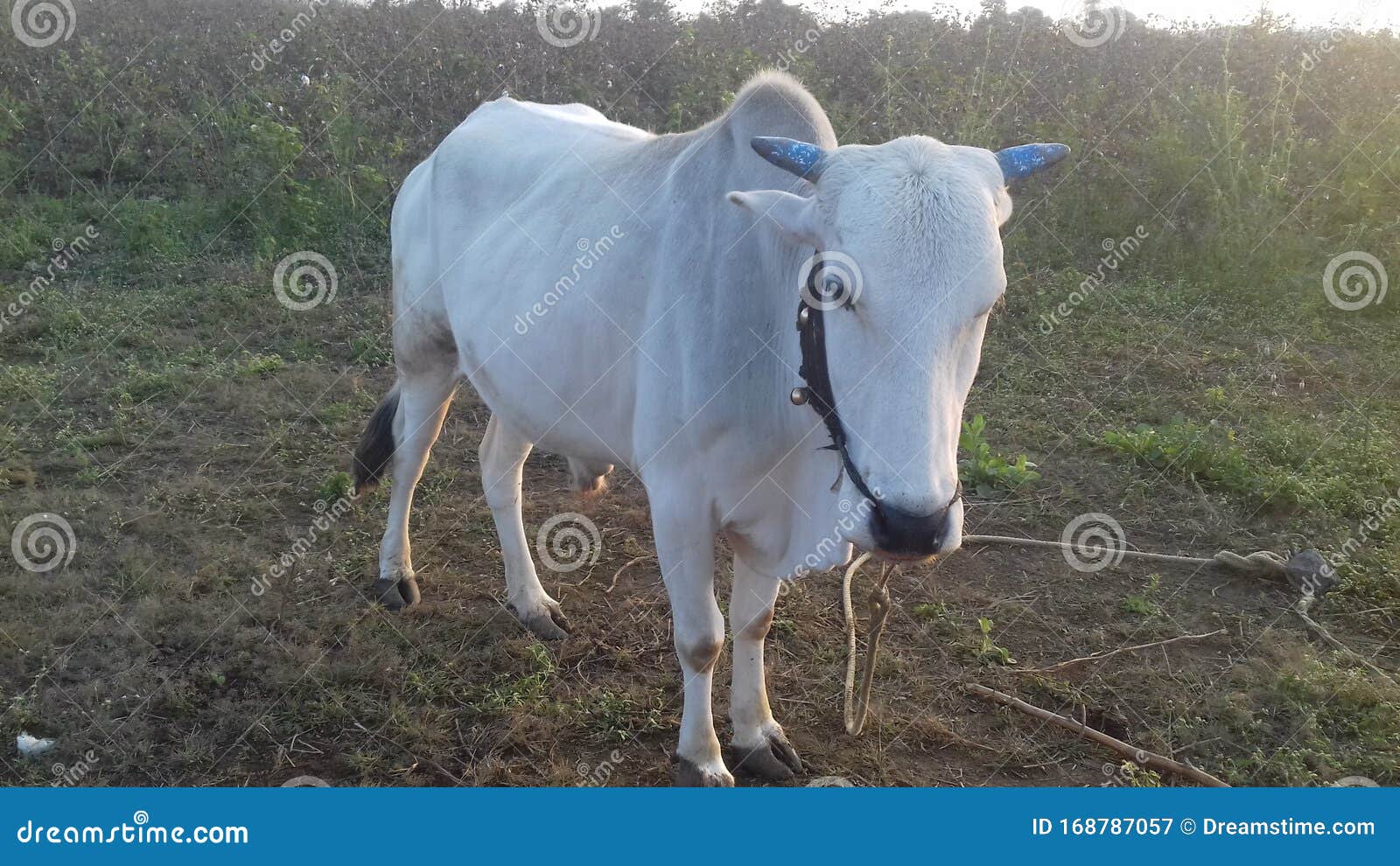 Ox bull stand urinating stock image. Image of eating 
