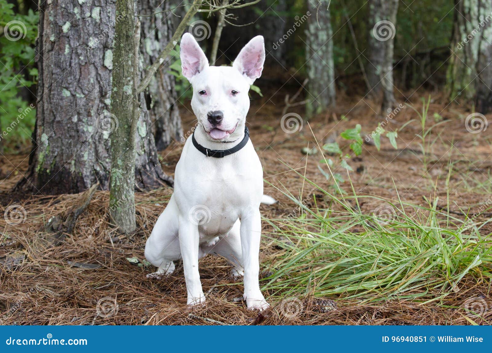 White Bull Terrier Dog Stock Image Image Of Mixed White 96940851