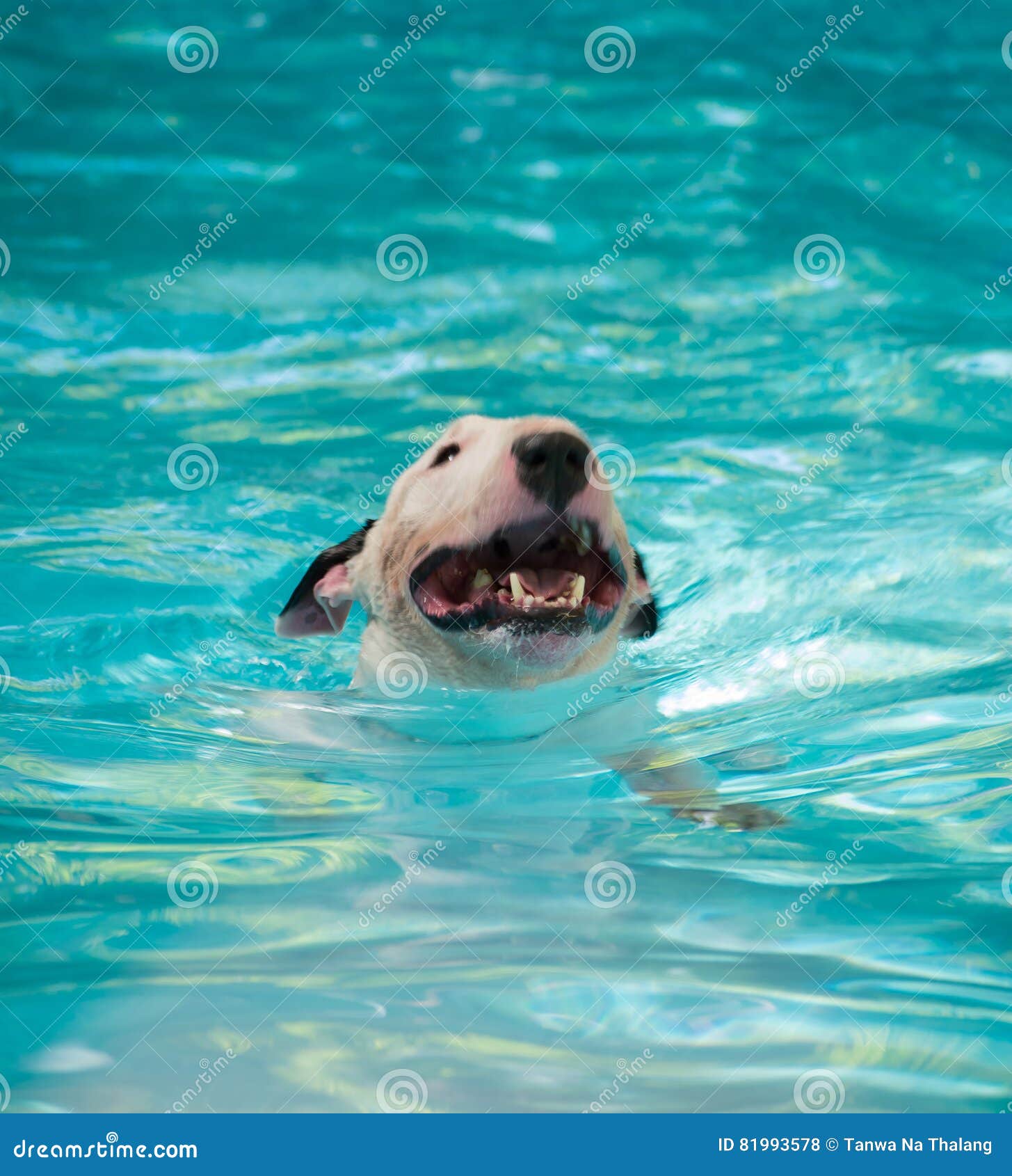 White Bull Terrier Dog Swimming Stock Photo Image of friend, swimming
