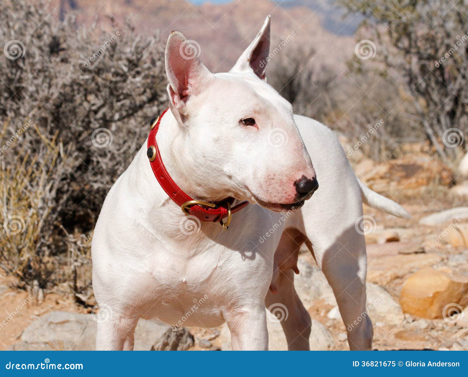 White Bull Terrier Posing stock image. Image of desert 36821675