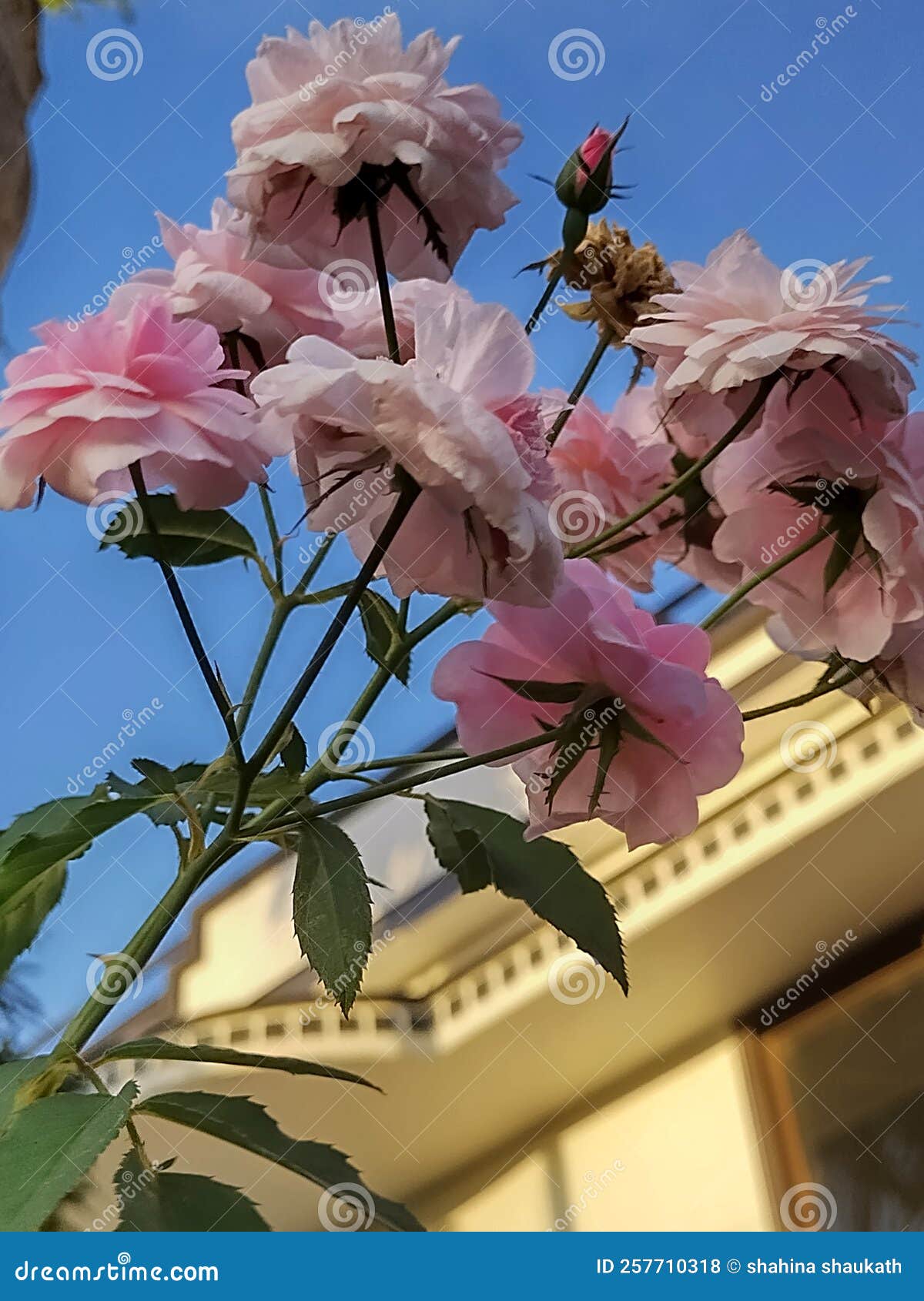 White bunch of flowers stock photo. Image of home, bunch 257710318