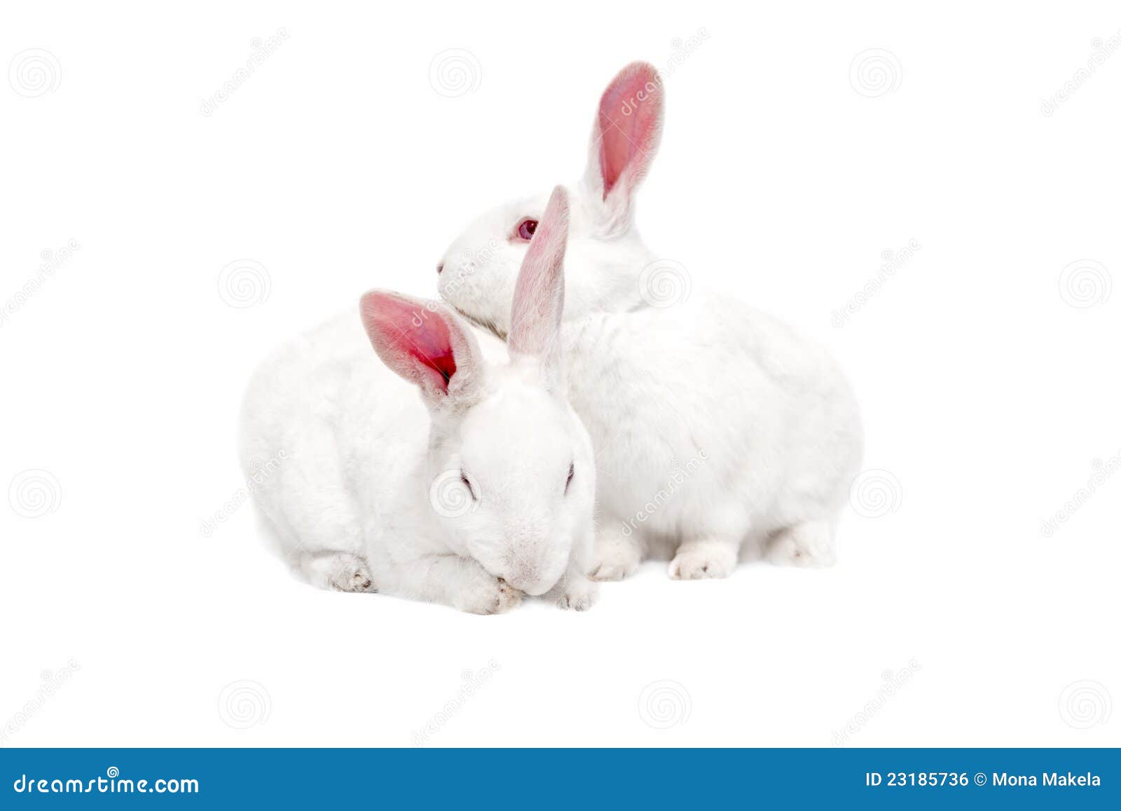 White bunnies on white stock photo. Image of easter, rabbits 23185736