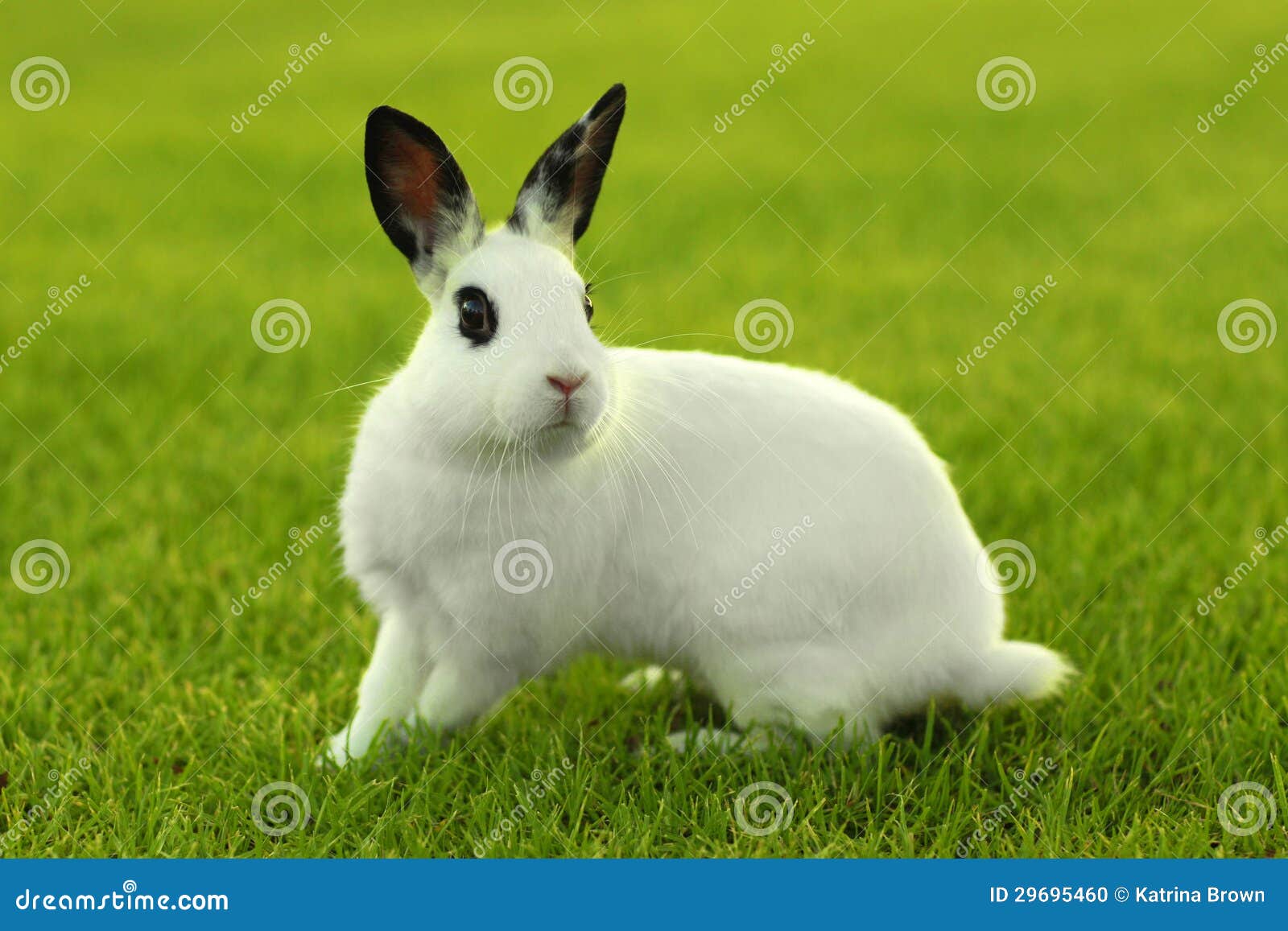 White Bunny Rabbit Outdoors in Grass Stock Photo Image of green