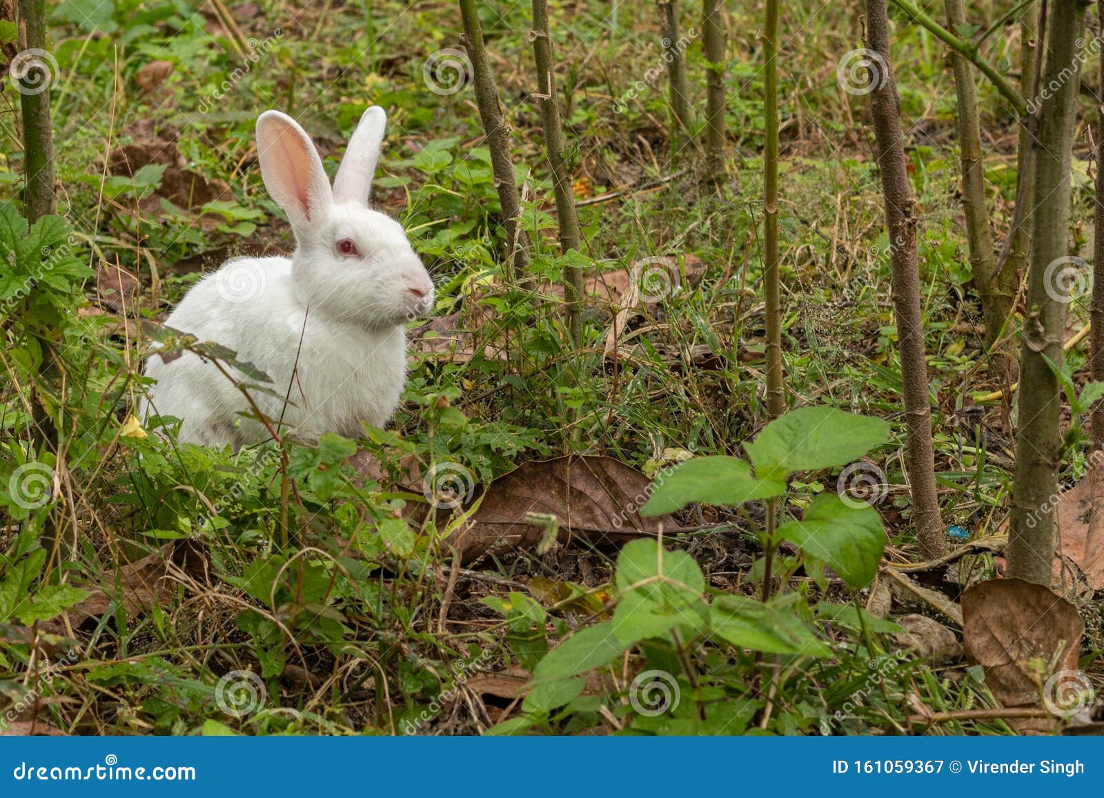 White Bunny or Rabbit Sitting between Plants in Garden Stock Image