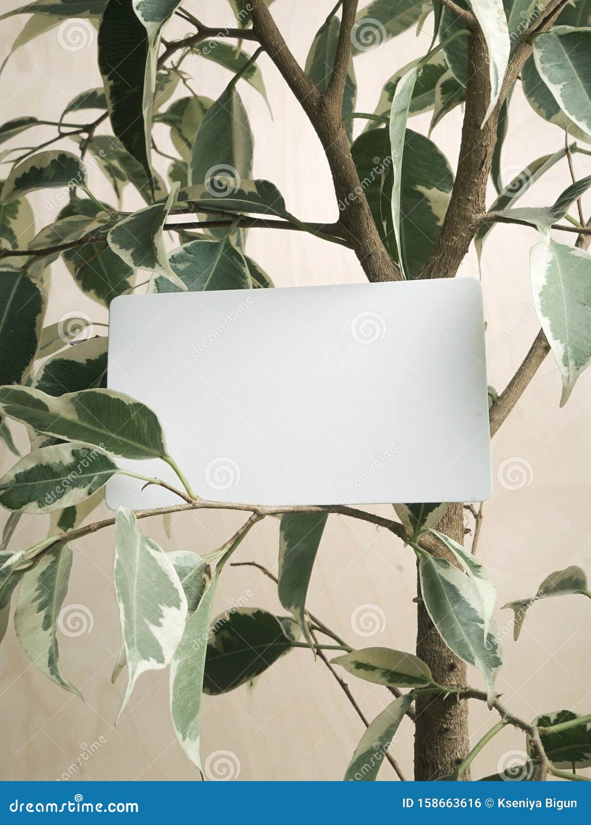 Download White Business Card Mockup On Tree Background. Stock Photo ...