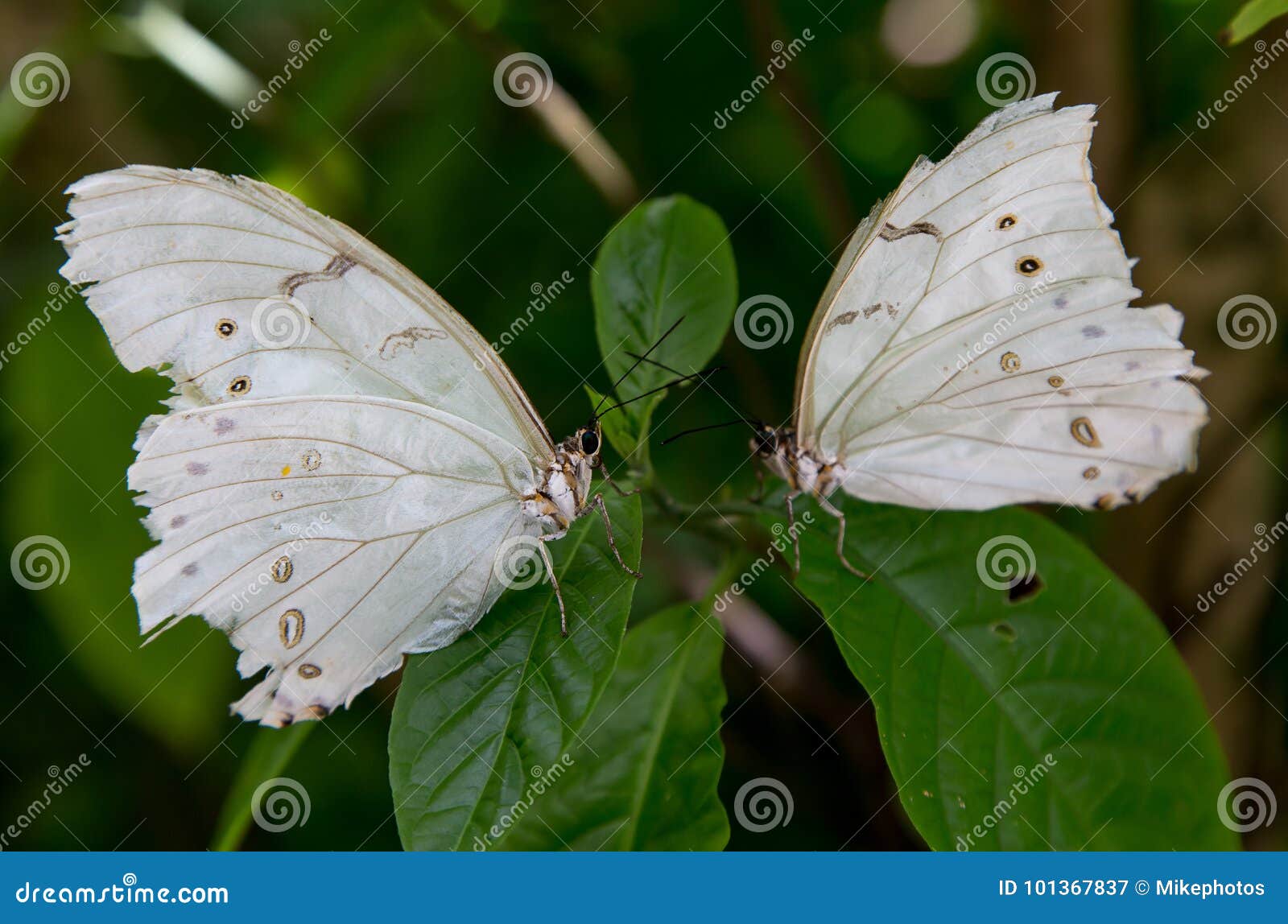 White Butterflies in South Florida Stock Image - Image of green, wings:  101367837