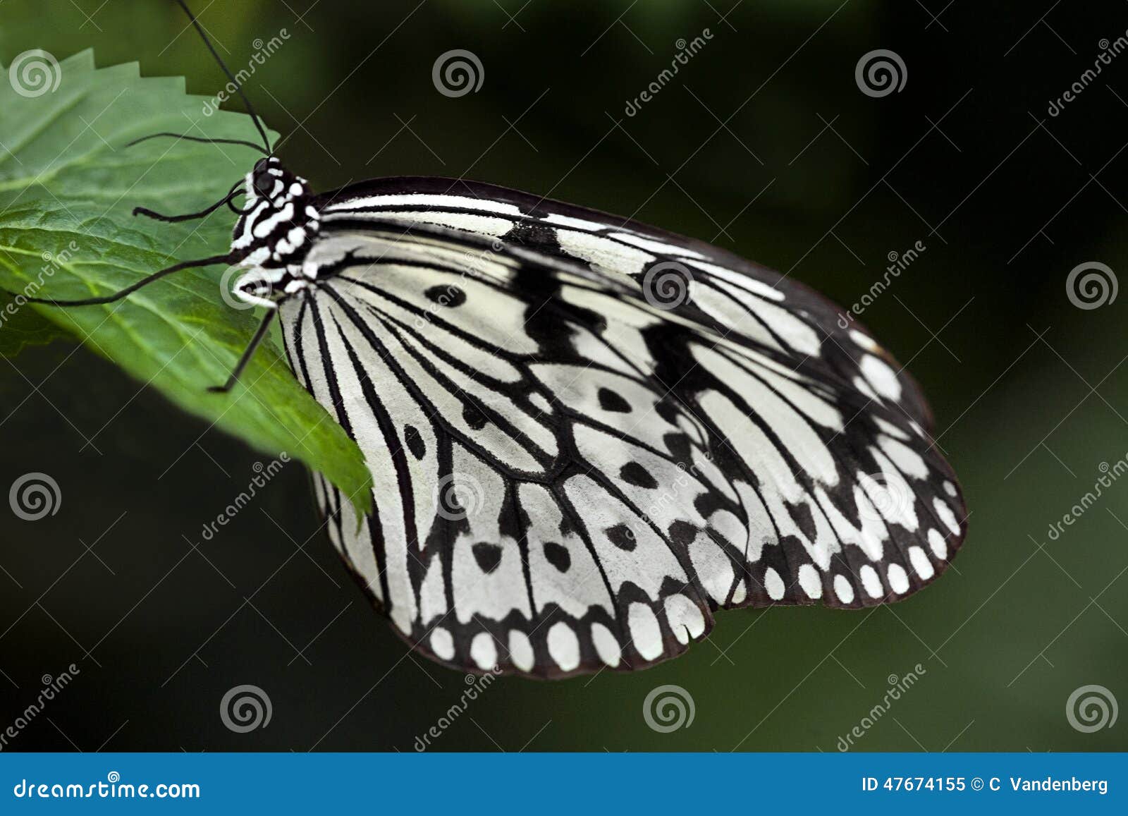 White Butterfly - 1721 stock image. Image of - 47674155