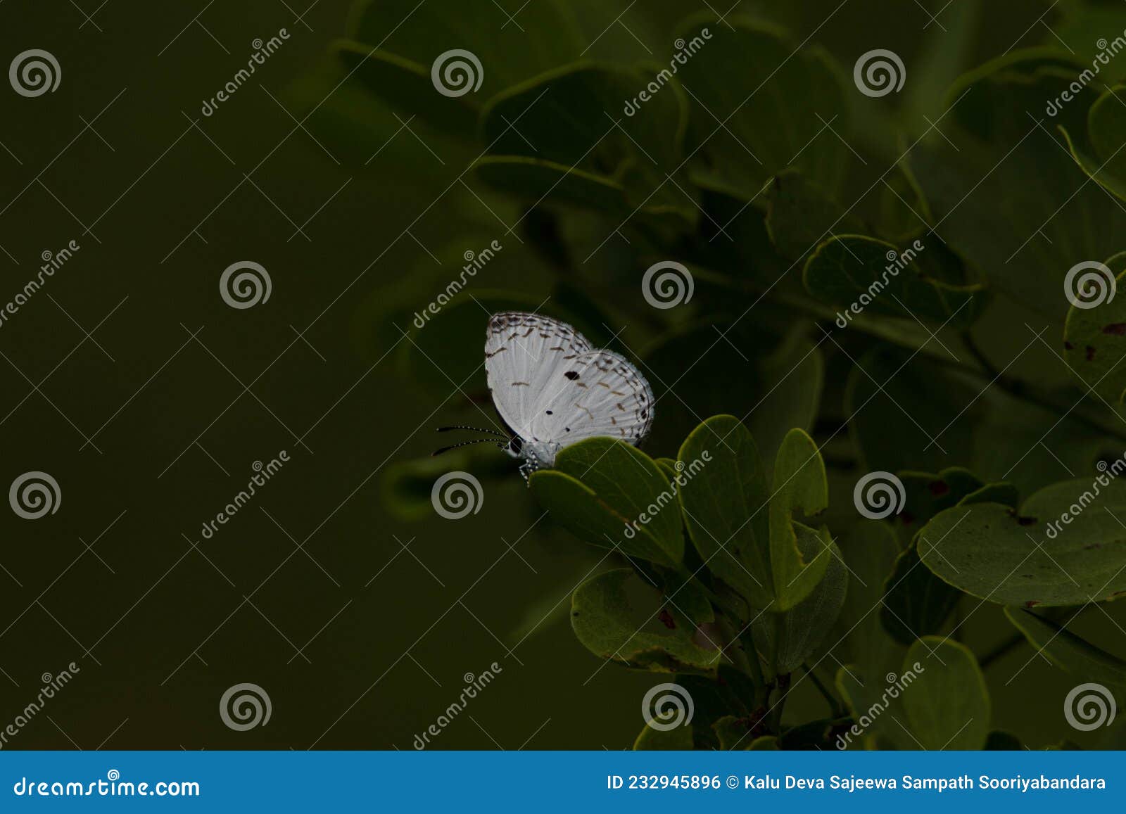A White Butterfly with Black Spots is on a Tree Stock Photo Image of