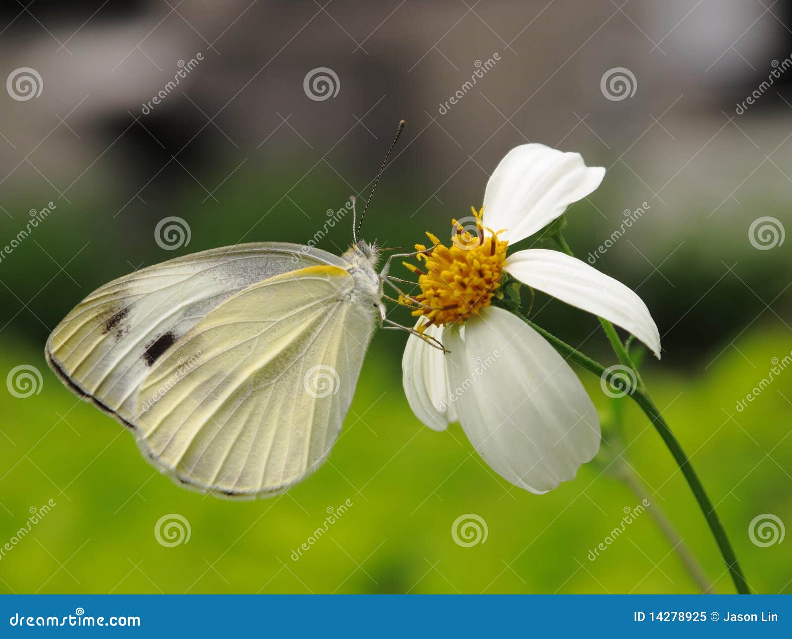 White butterfly and flower stock image. Image of outdoors 14278925