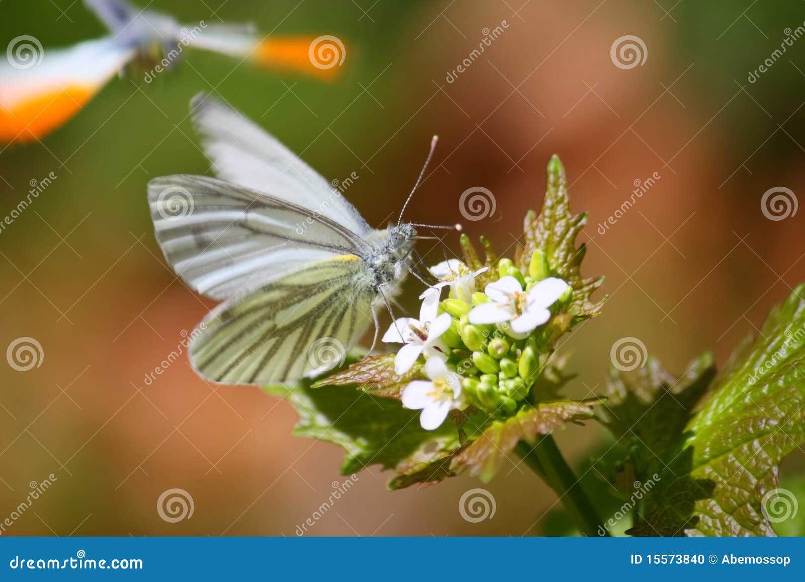 White Butterfly on a Flower Stock Photo Image of animal, insect 15573840