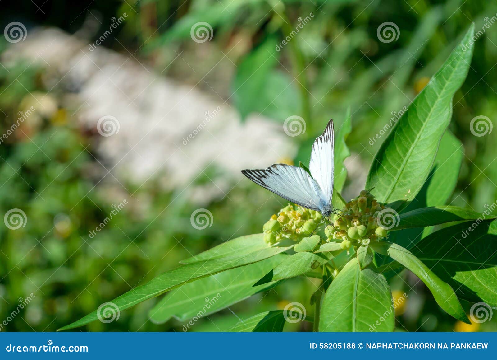 White Butterfly on Flower in Garden Stock Photo Image of nature, life 58205188