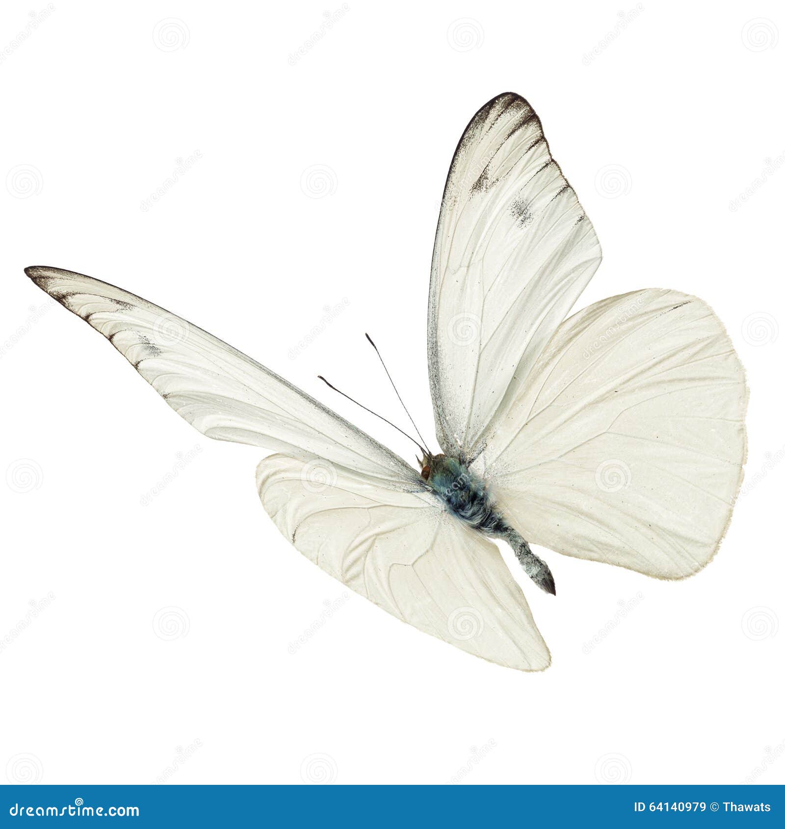 white butterfly flying