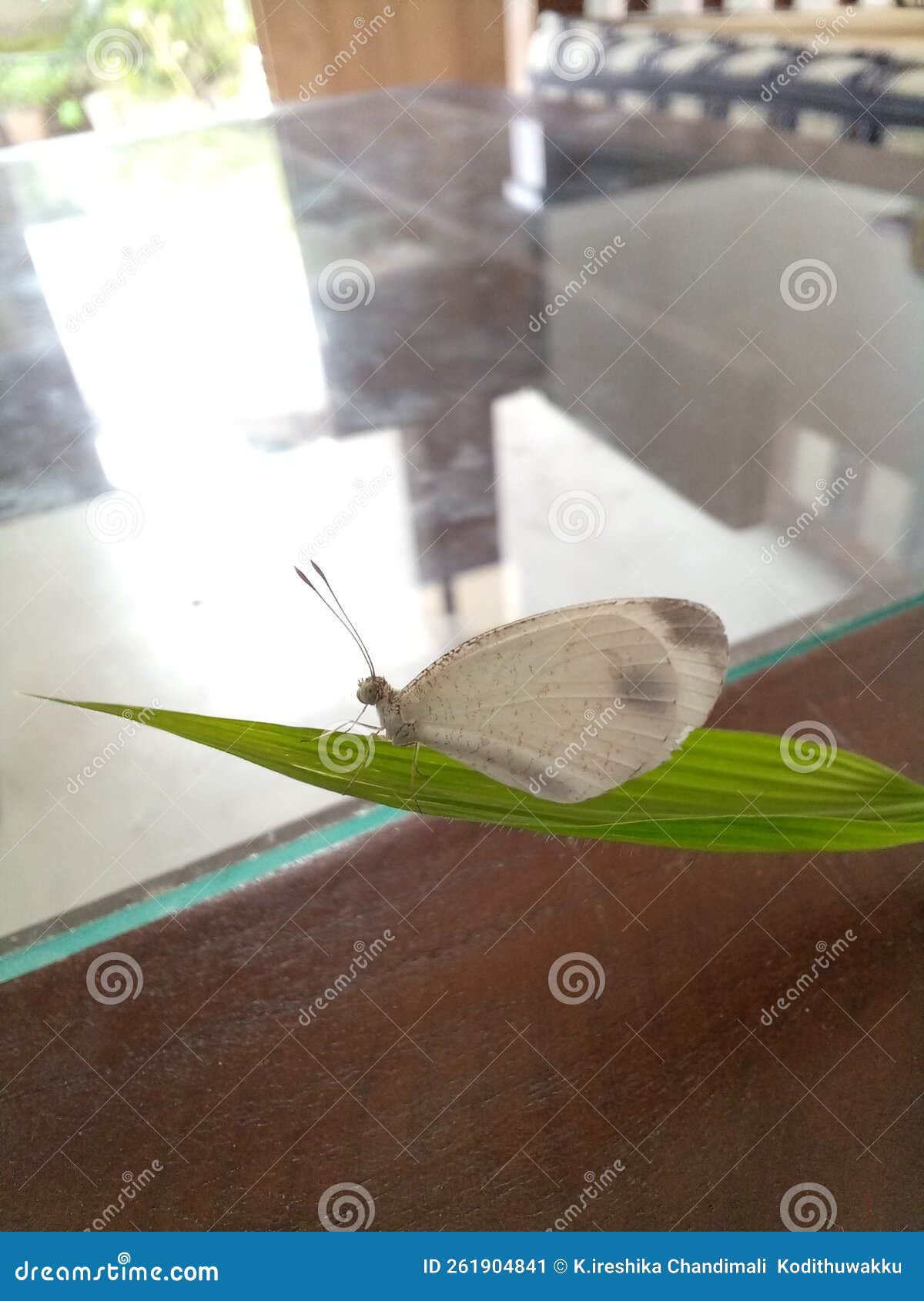 The White Butterfly is Hanging on a Grass Leaf at Home Inside. Stock