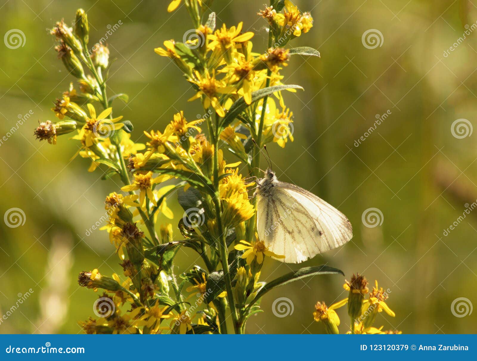 a white butterfly was sitting on field flowers