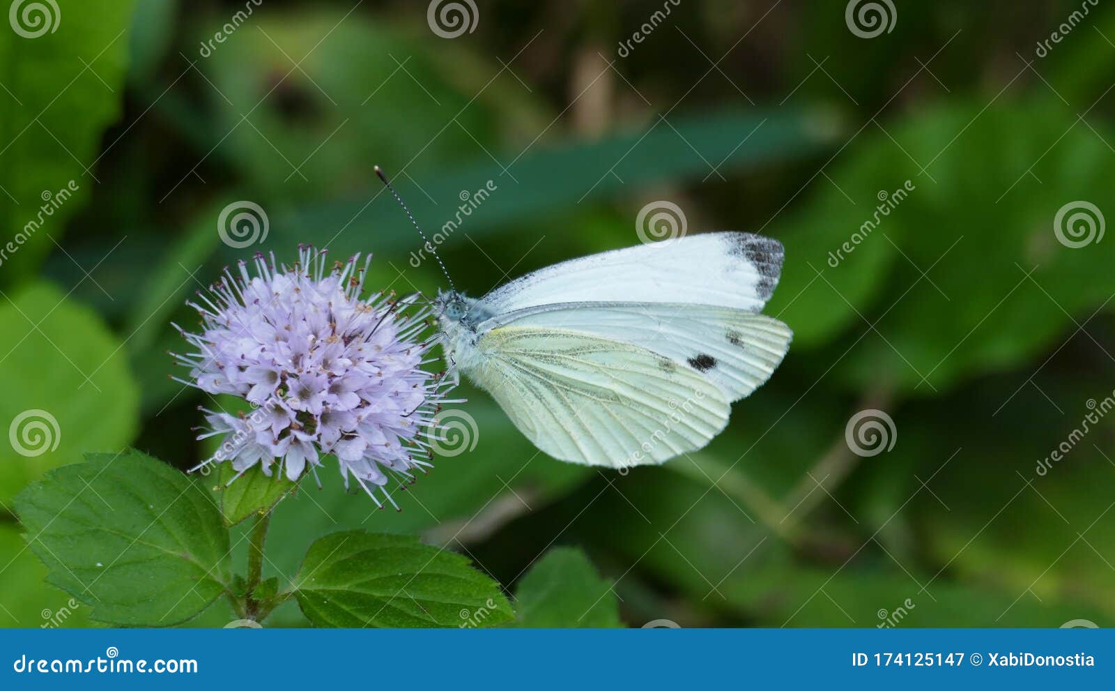 White Butterfly on a Plant with White Flowers Stock Image Image of